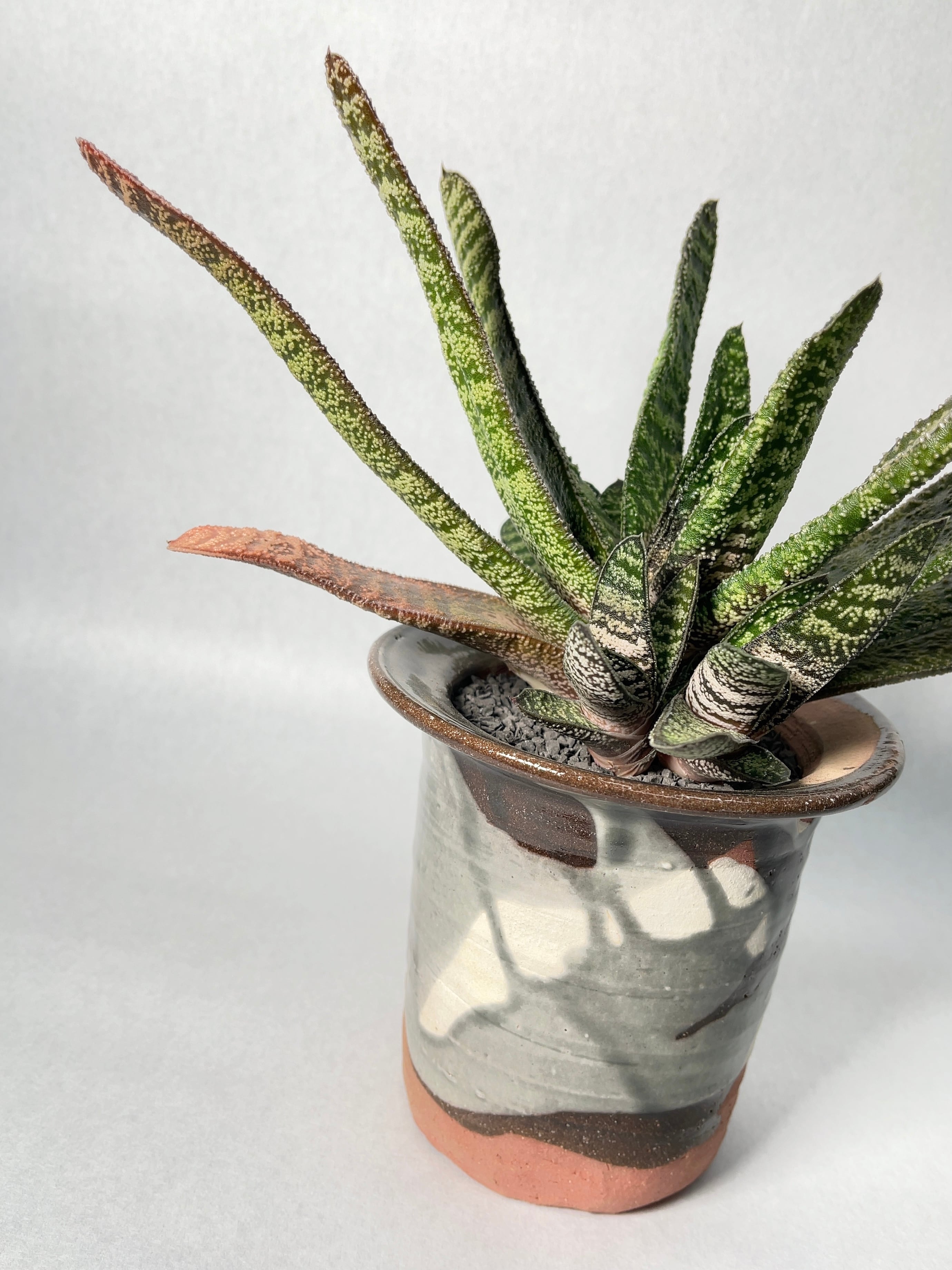 ☆奈研☆ガステリア・多肉植物☆15☆ディスティカ Gasteria disticha☆