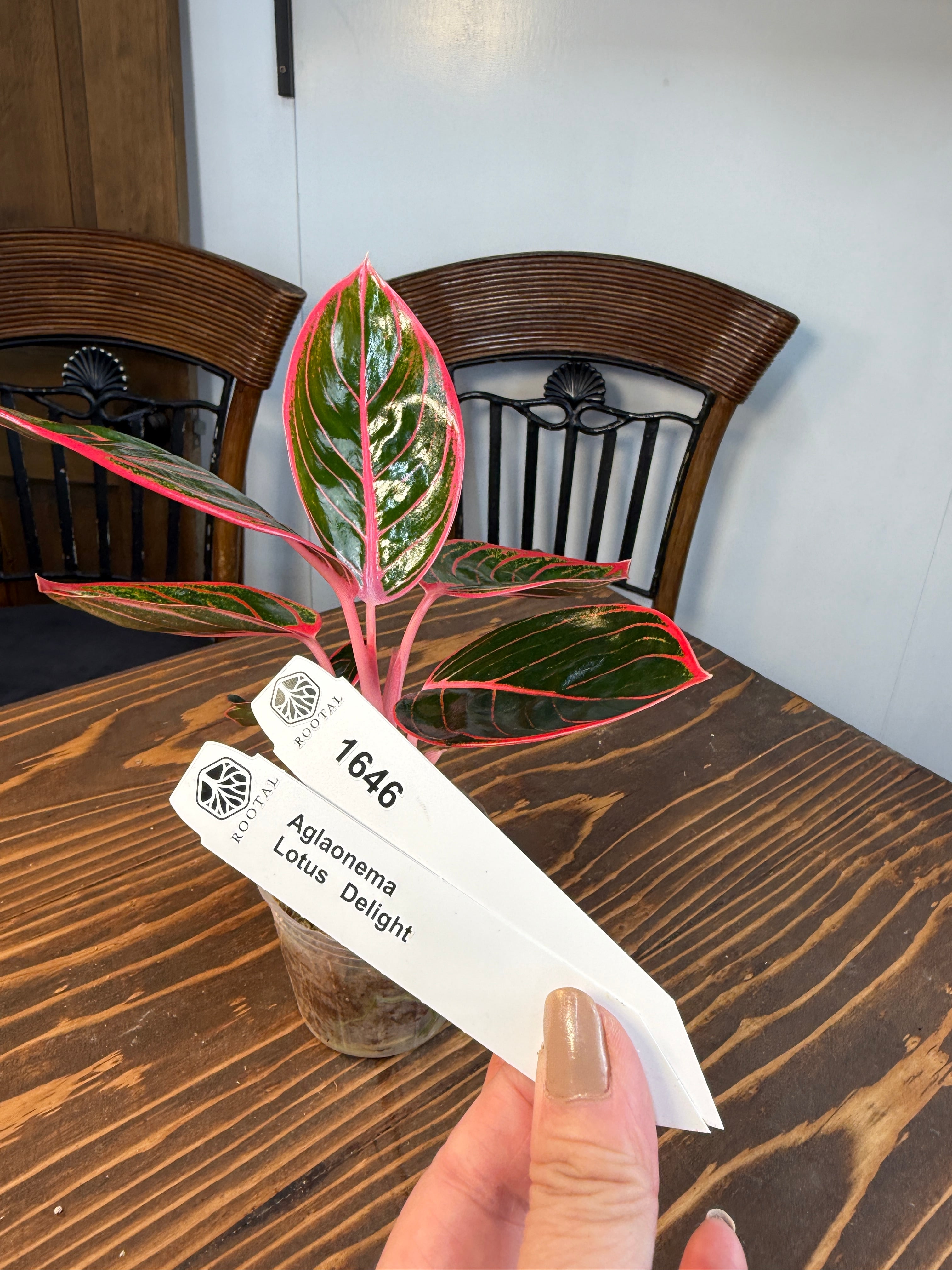 ★1646【華やかな存在感】アグラオネマ ロータスデライト(口径8cmポット)