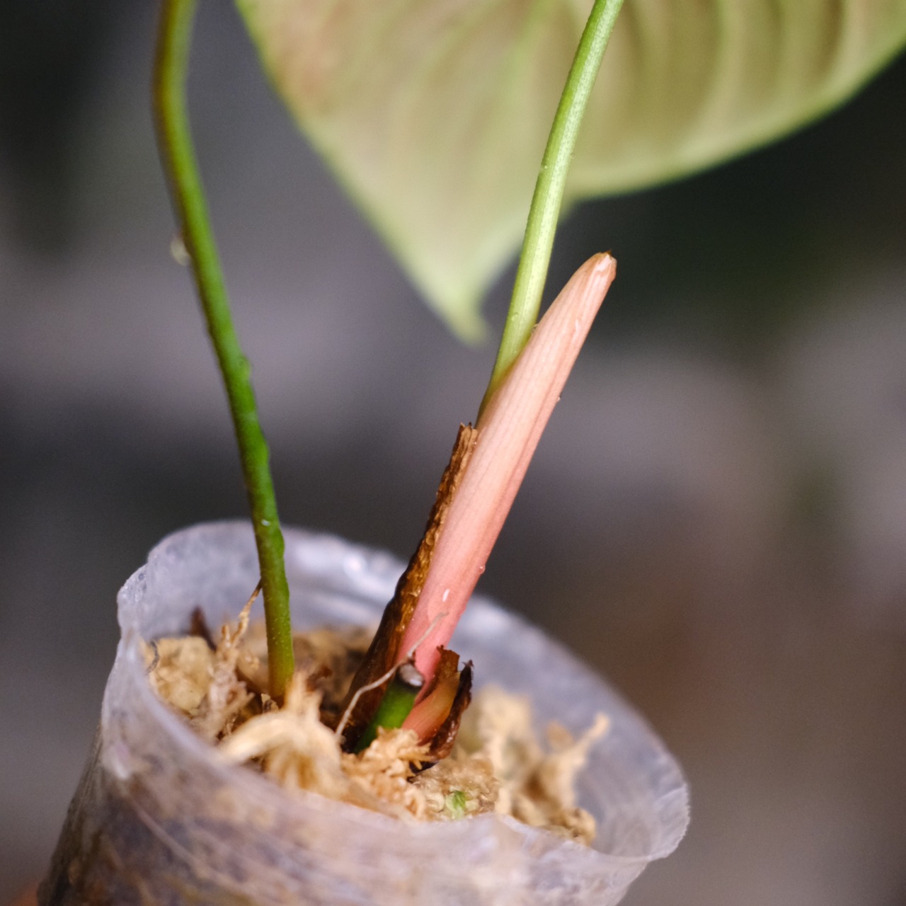 フィロデンドロン エルチョコレッド / Philodendron "El Choco Red"⑩ / 観葉植物<育て方・花言葉>