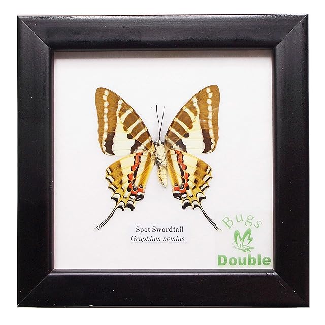 スハンダムカシタマムシ標本 | Pay ID