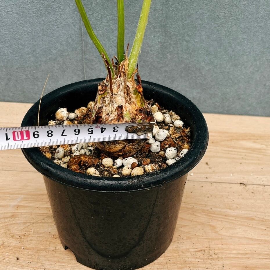 現品］【希少】34番 ディオーン スピヌロスム 5号 観葉植物 レア