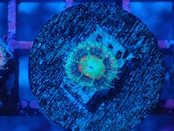 Loadhowensis Baby "Red" 21