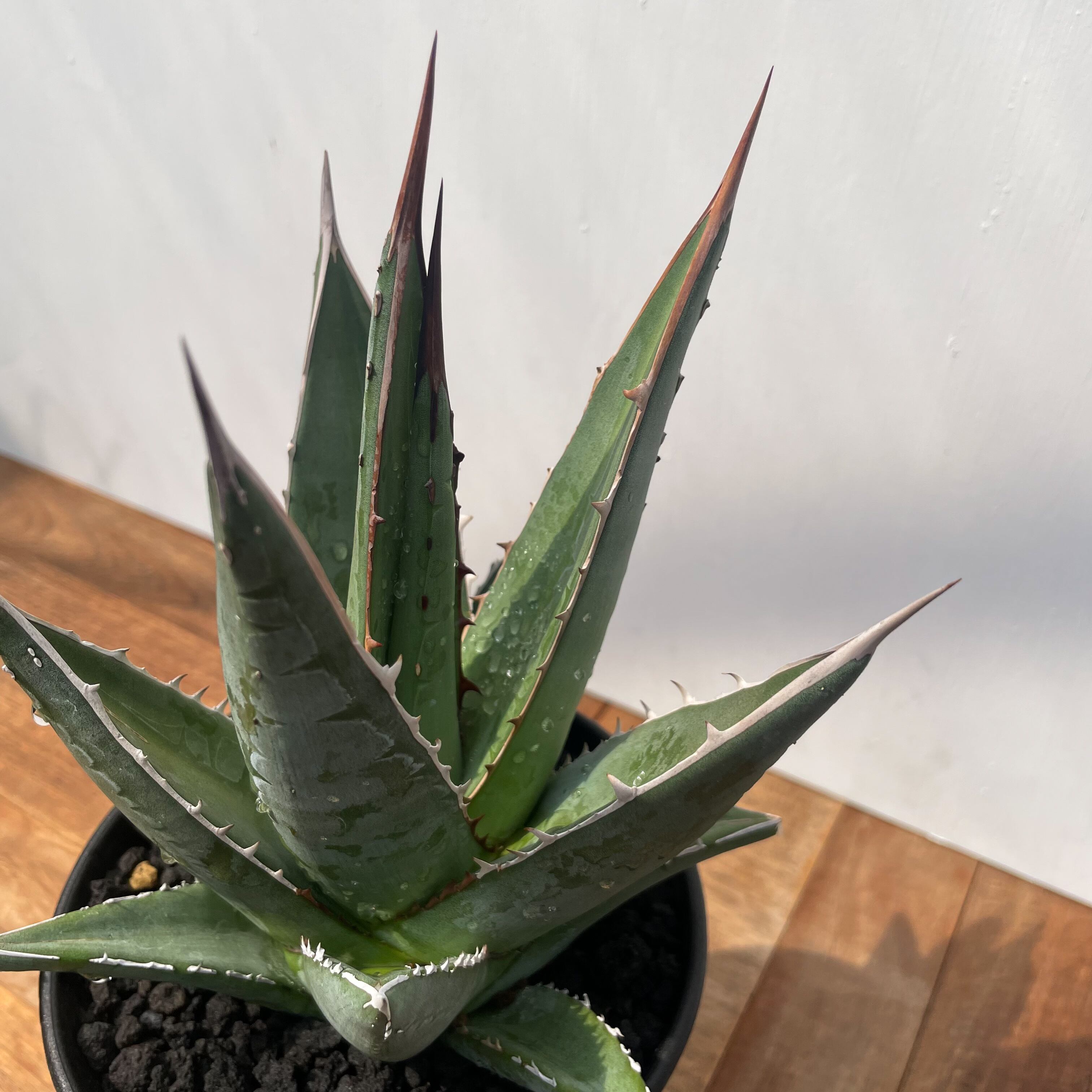 Agave purpusorum【アガベ・パープソラム・帝釈天】 | RIMO'S GREEN
