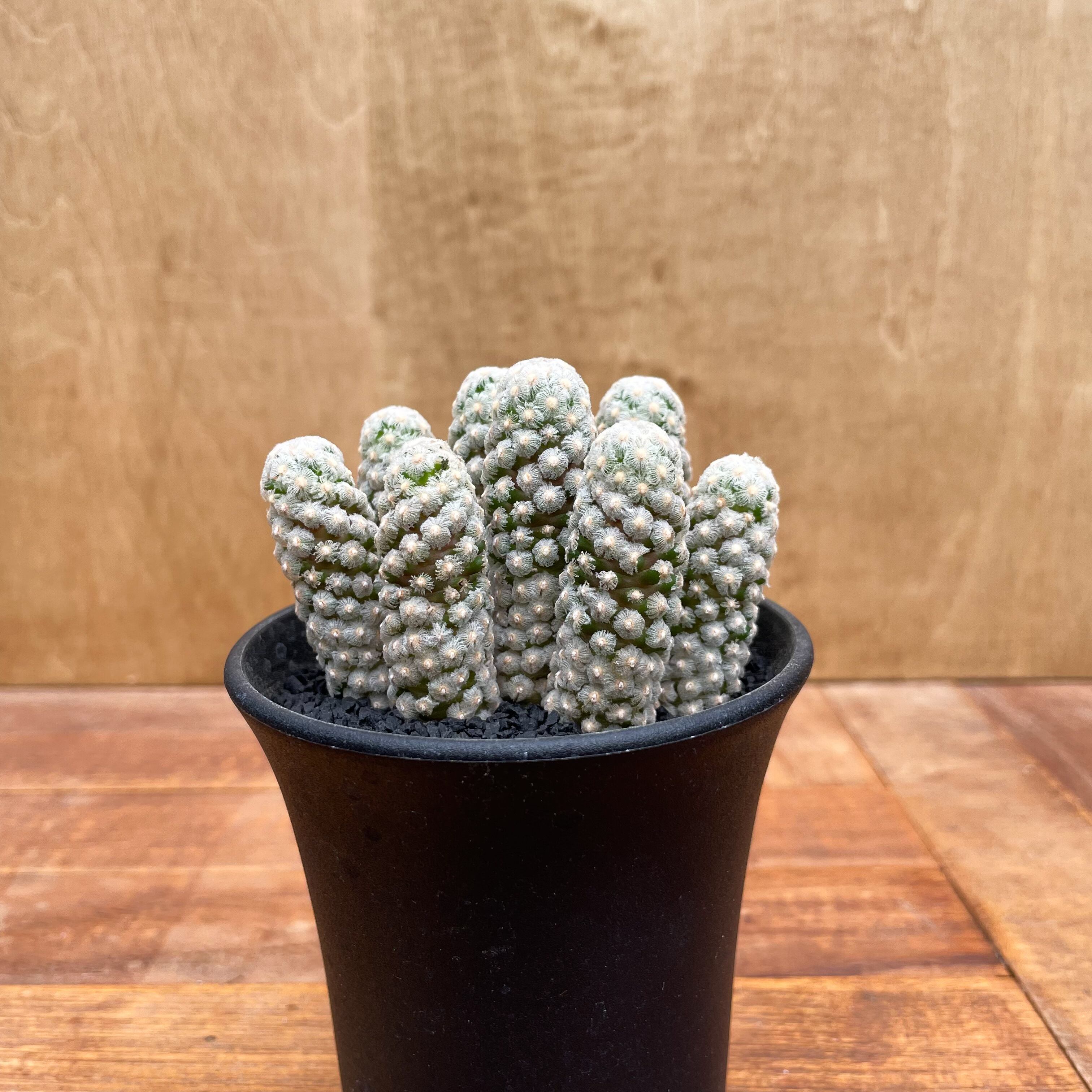 専用ページです！サボテン レブチア テレサエ♪1個 つぼみアリ 【公式