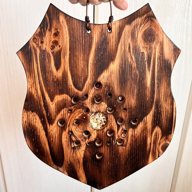 ビカクシダ ウィリンキー 板付 【観葉植物 室内 コウモリラン】