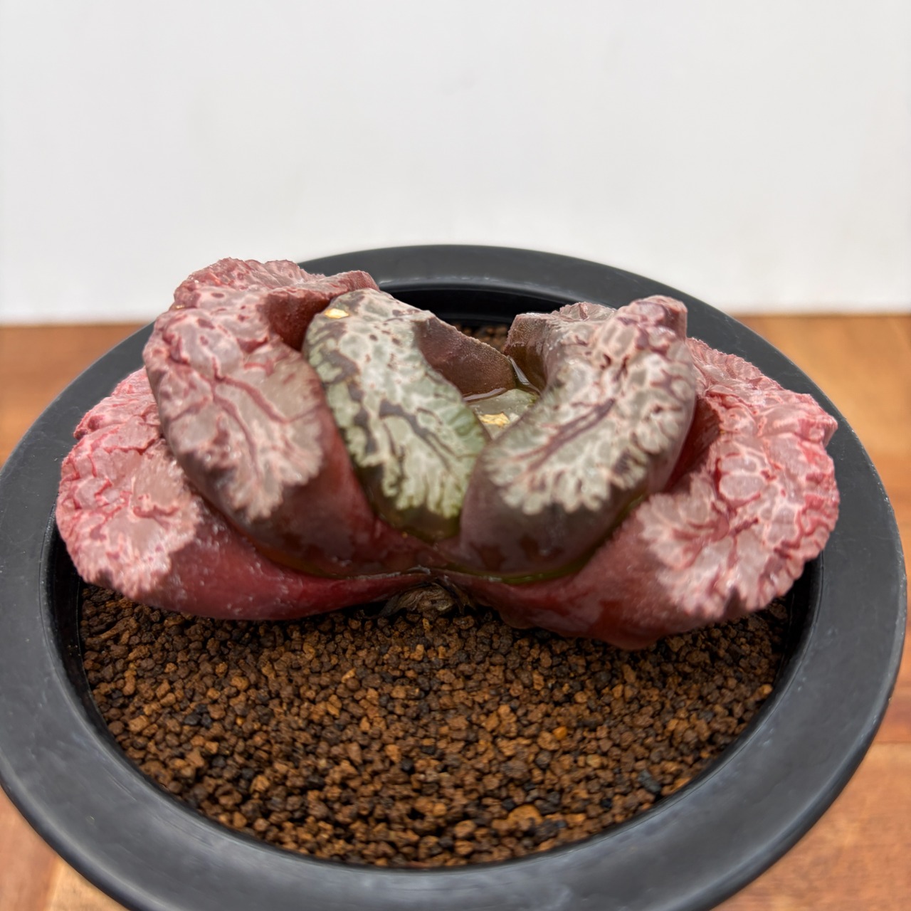 Haworthia 玉扇　【塚原写楽】