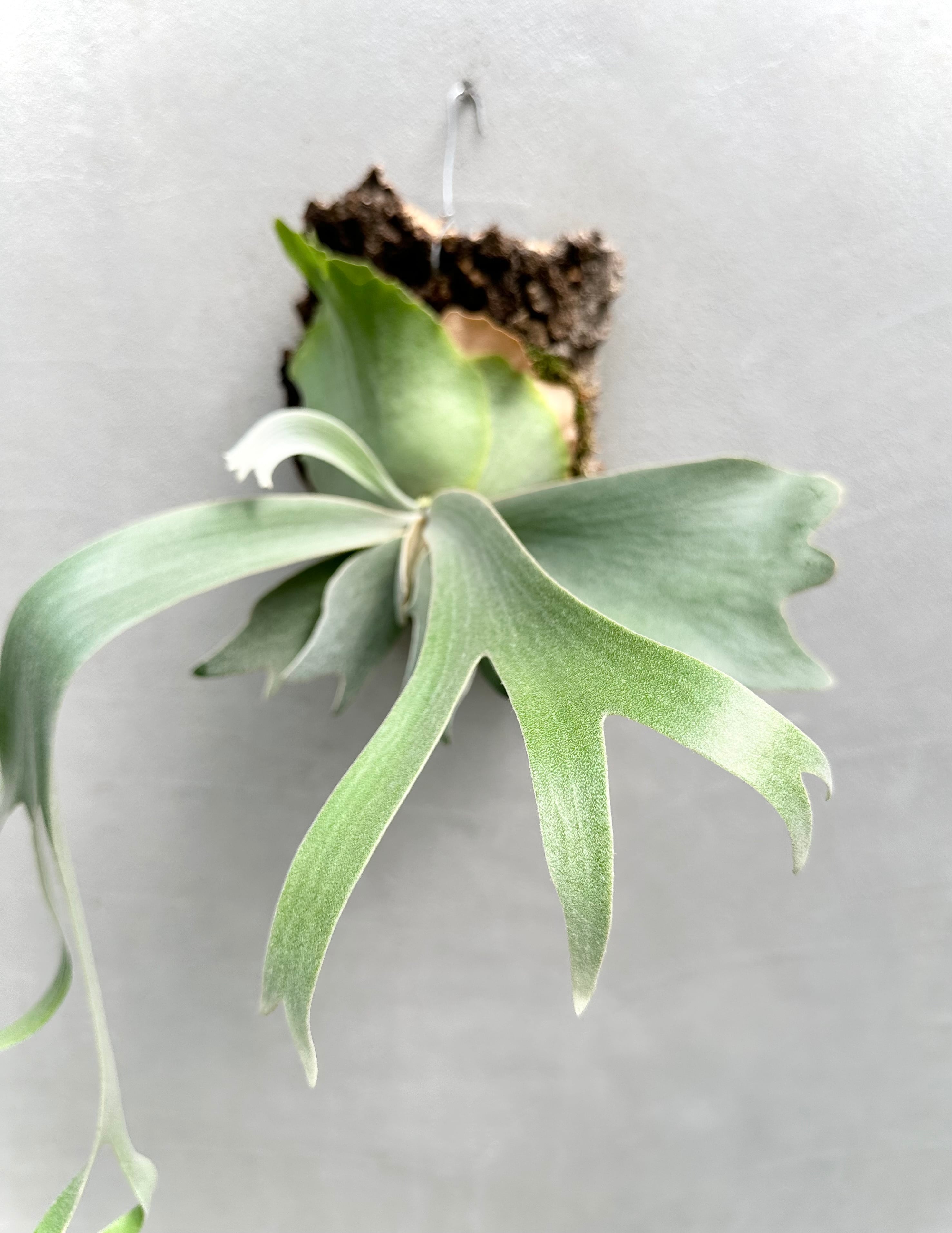 Anapat #1 子株 ビカクシダ 【公式通販】