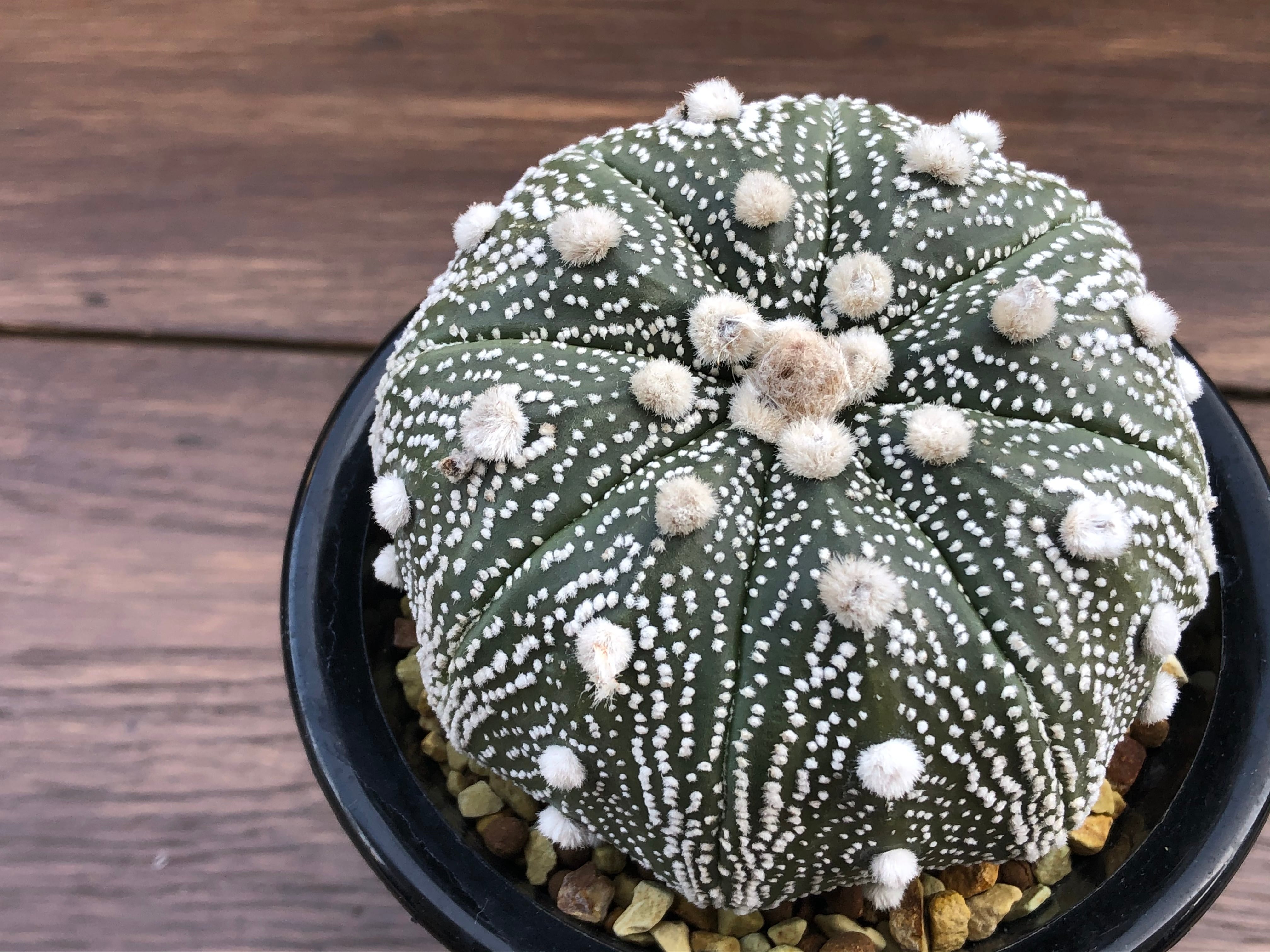 Astrophytum asterias 兜丸 サボテン スーパー兜 | plants MARU Astrophytum asterias 兜丸 サボテン スーパー兜 | plants MARU