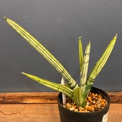 【クリアランスセール対象商品】サンスベリア(サンセベリア) アイスマン【1060】【再撮影】【▼】