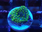 SelectionBaliShip BounceMushroom 2