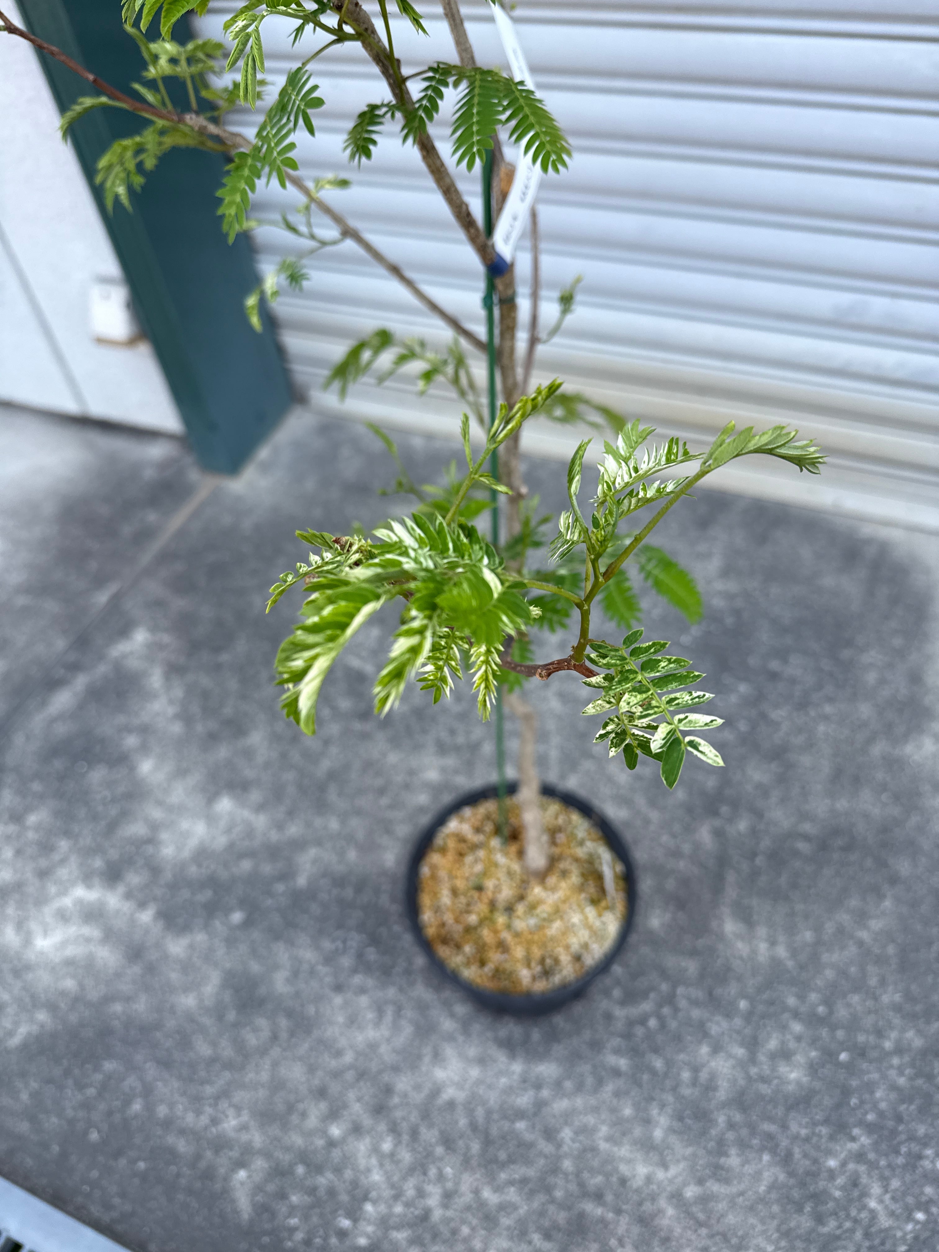 ネムノキ斑入り 7号 | Gardenえん 【観葉熱帯植物】