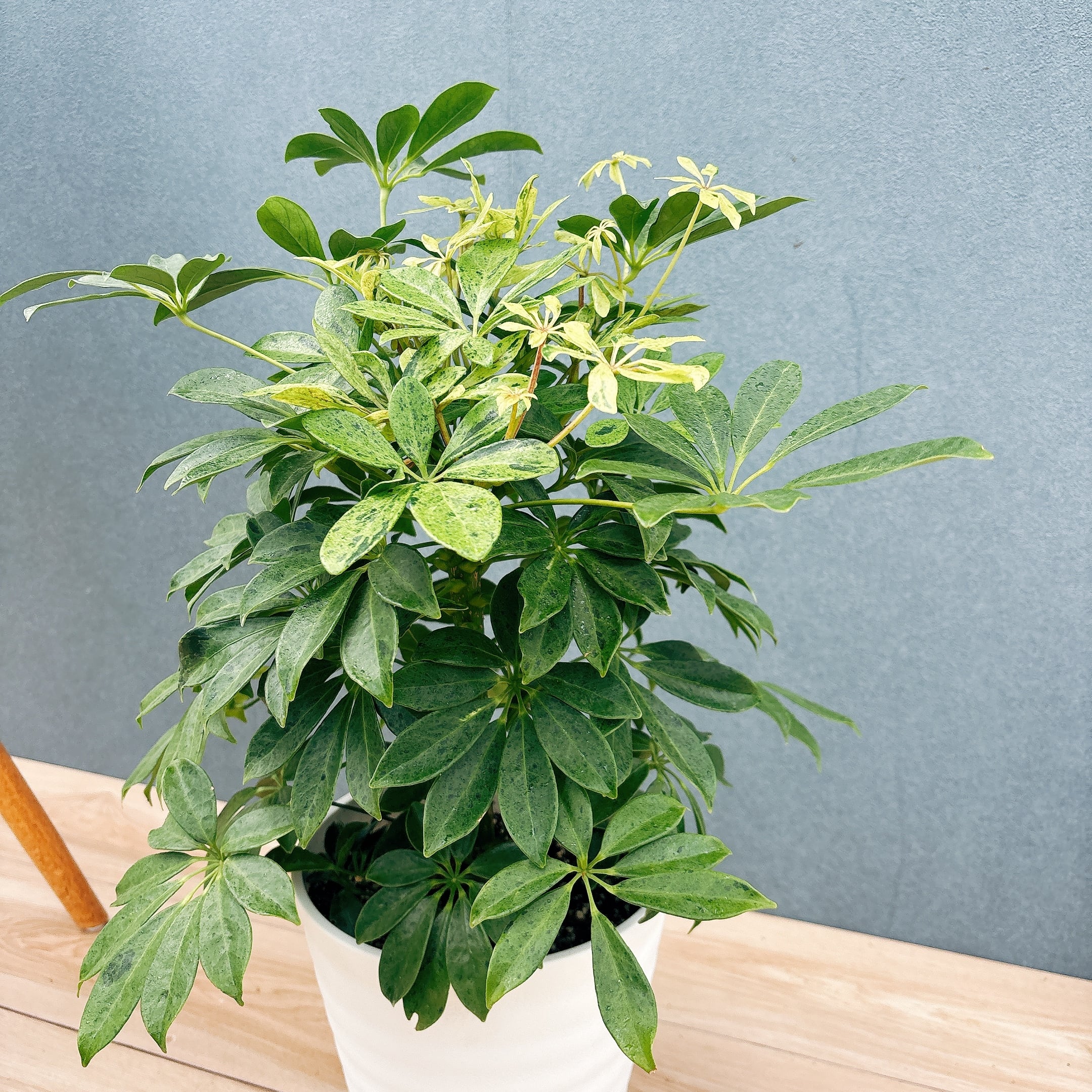 現品］【希少】☆初出品☆ 92番 シェフレラ アナ 7号 観葉植物 室内