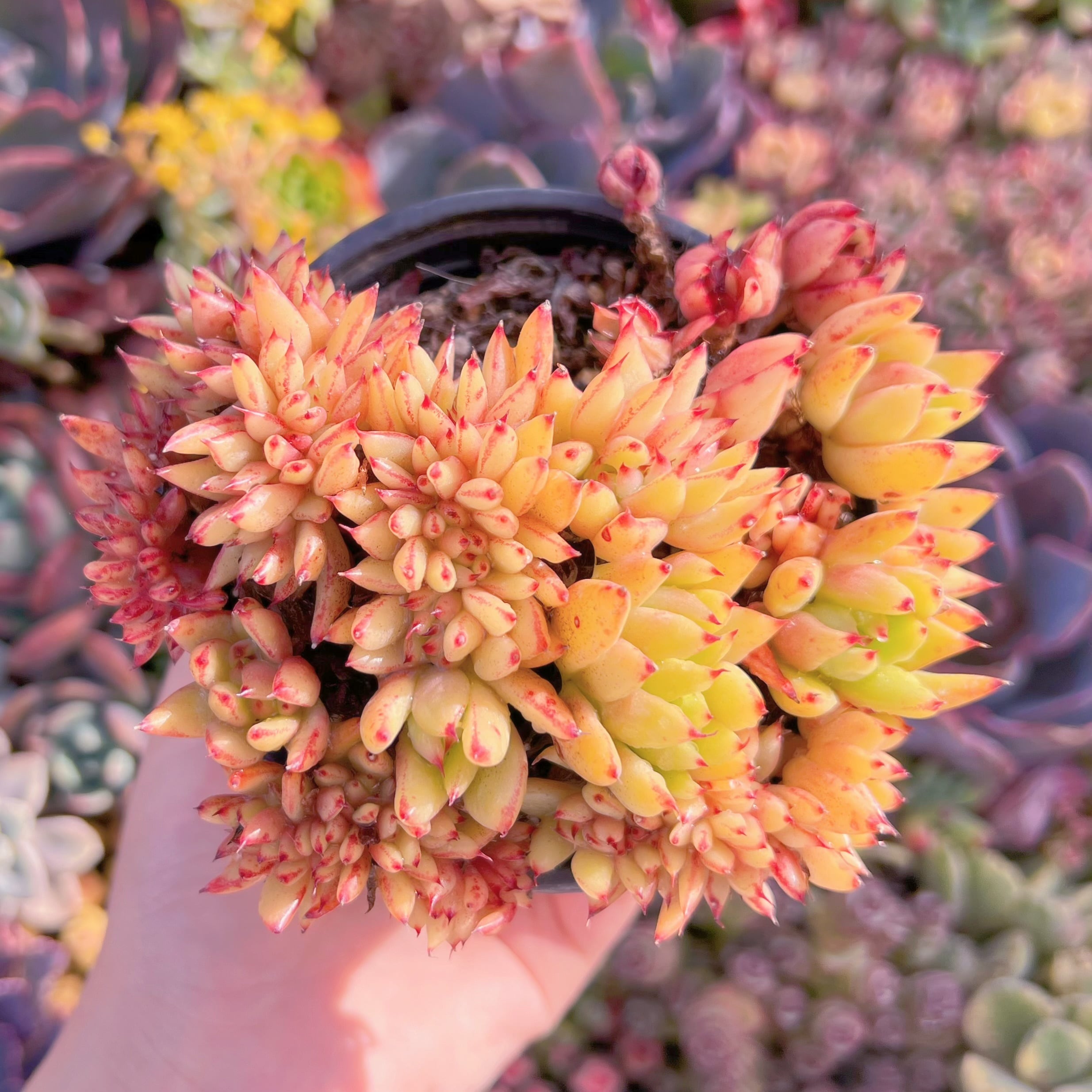 現品　魅惑の宵　缀化#665　古株　るる農園