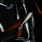 MIX Aメダカ 10匹 thumbnail 3