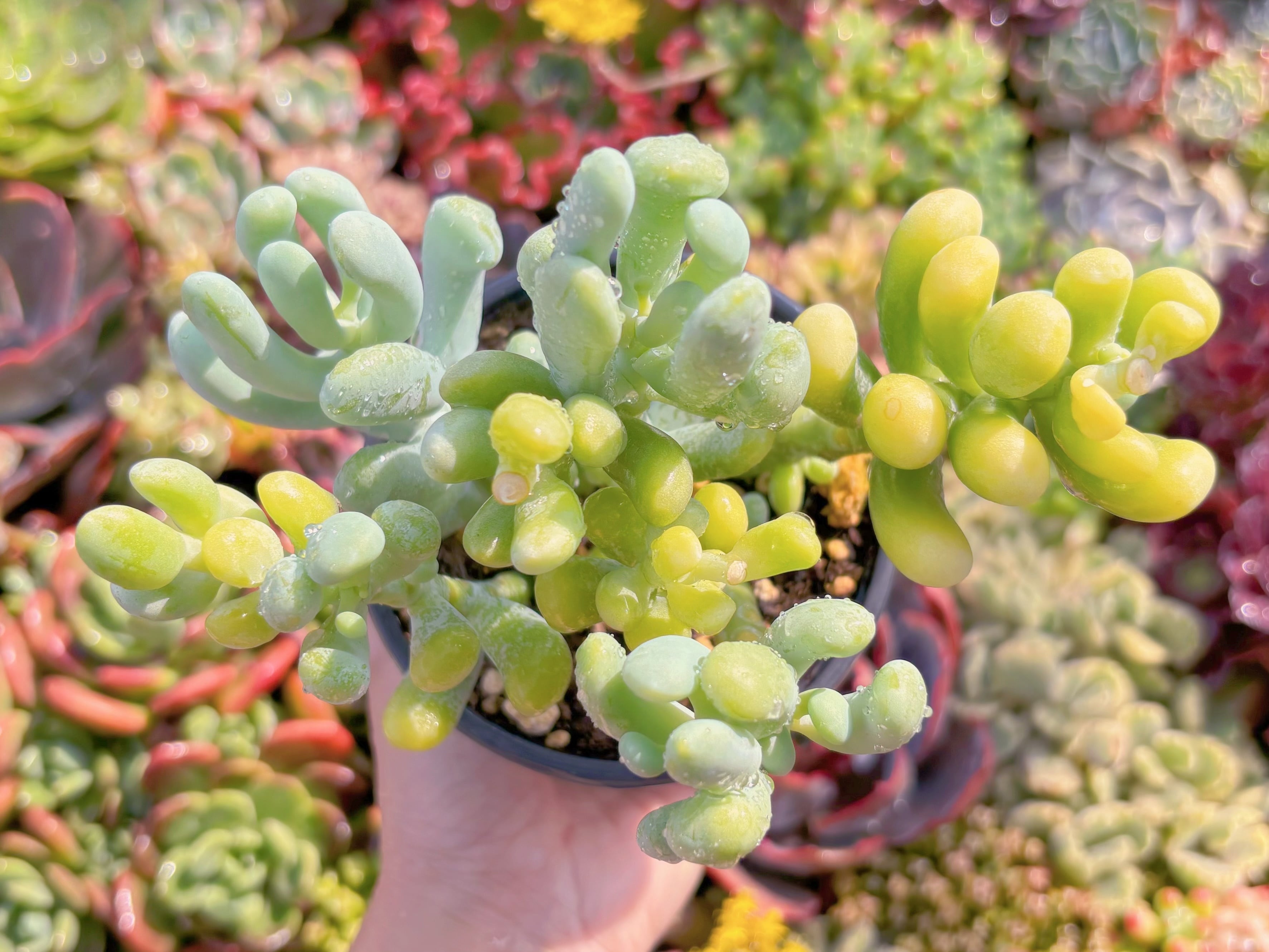 現品　バナナ美人#M186　大群生　るる農園