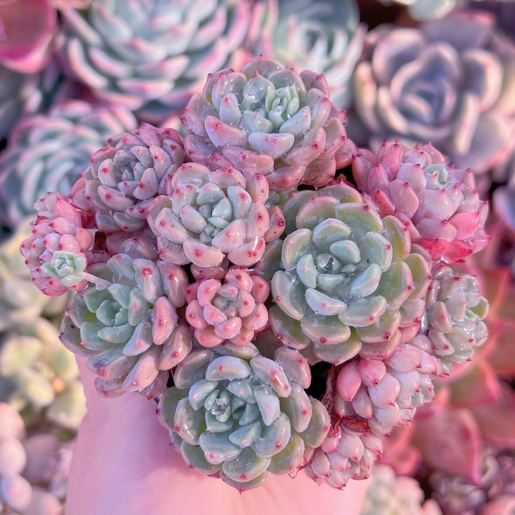 現品　ピンクバブル#787　るる農園