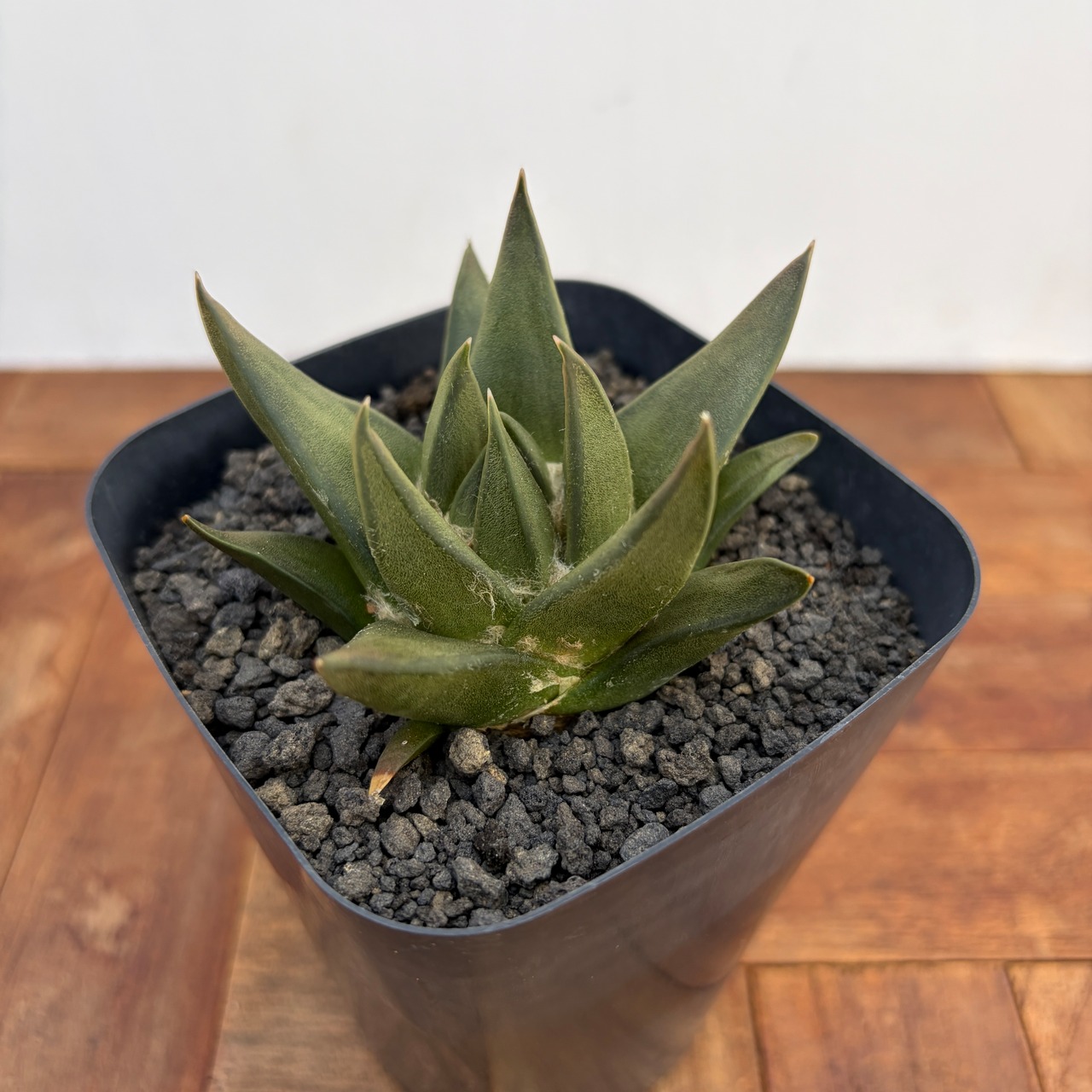 Ariocarpus trigonus 【アリオカルプス・短疣三角牡丹・実生】