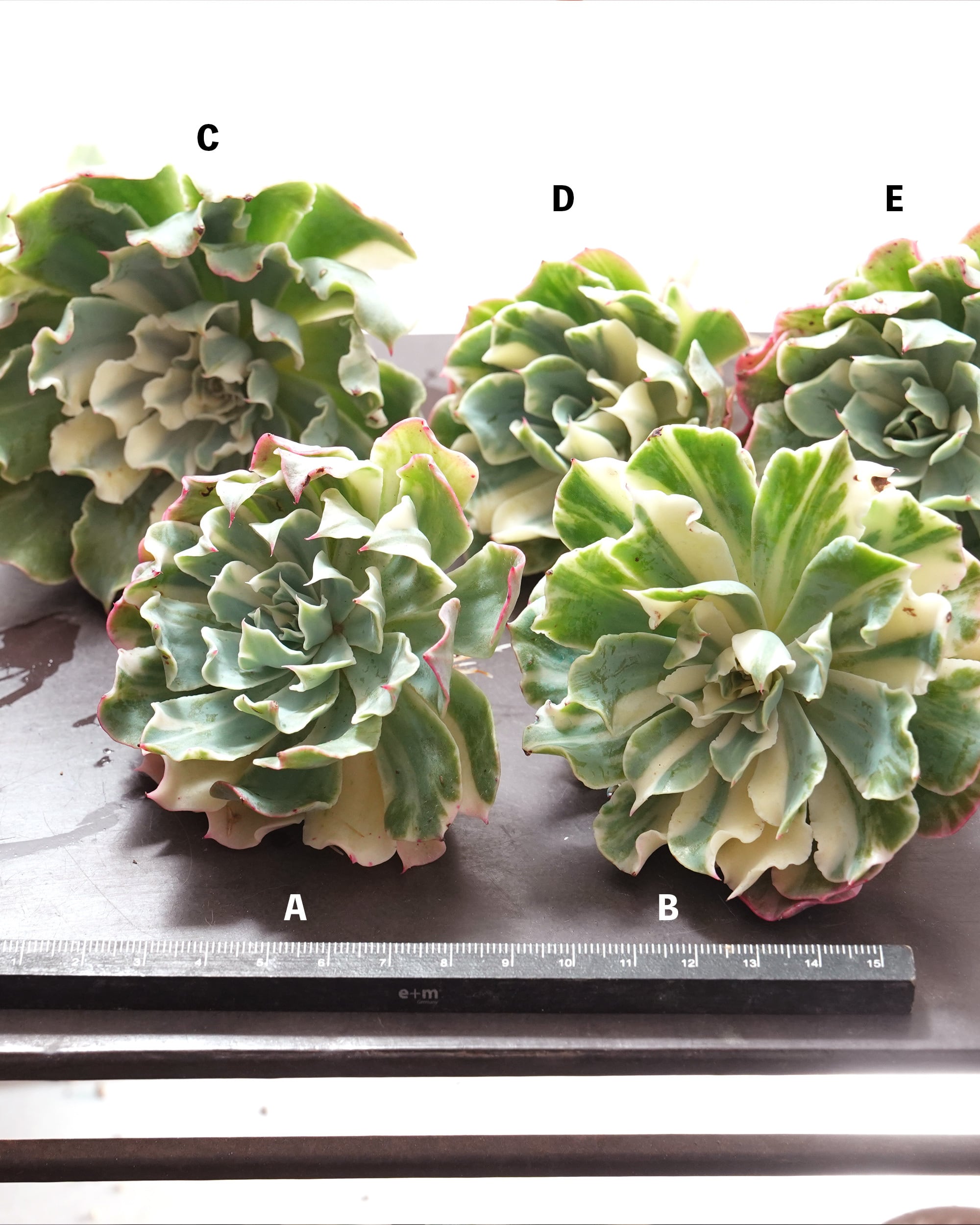 発根済カット苗 スリラーパール 大株 Echeveria 'Thriller Pearl