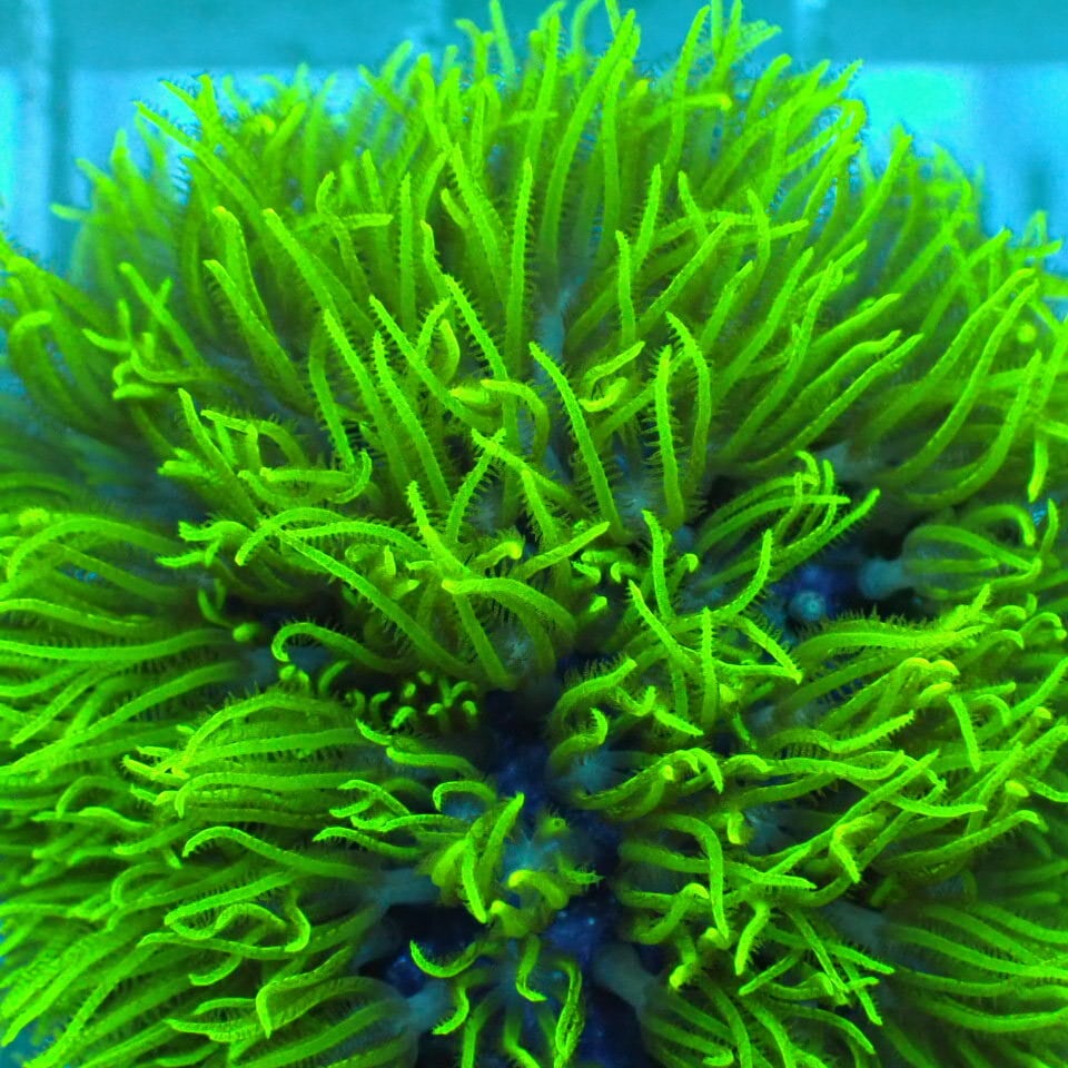 n327 アザミハナガタサンゴ | HOUSE REEF(ハウスリーフ)サンゴ・海水魚