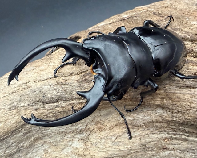 【WD】《インターメディアツヤクワガタ ガントン産 92mm ペア》 【WD】《インターメディアツヤクワガタ ガントン産 92mm ペア》