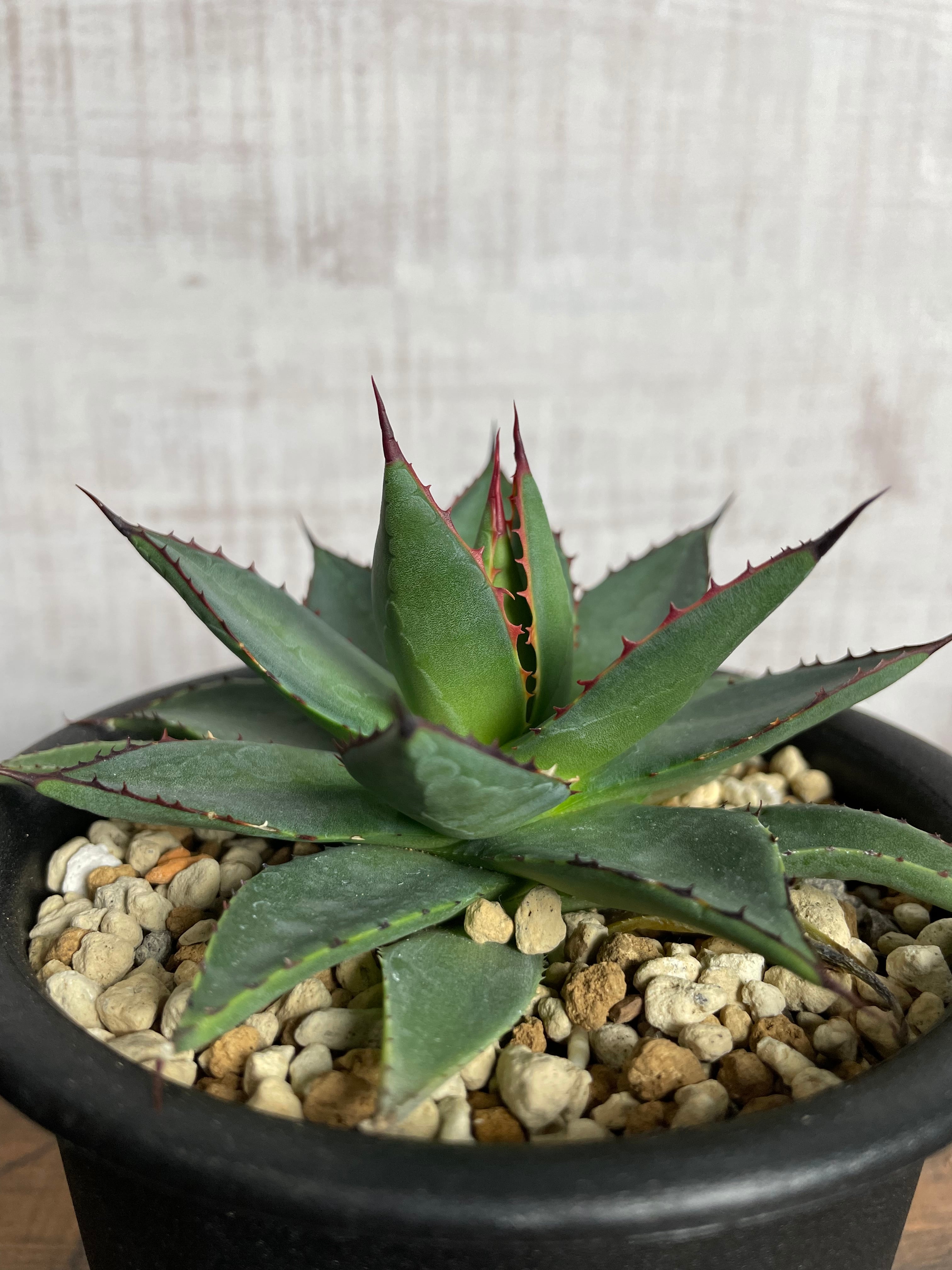 Agave Hyb filifera×isthmensis / 4号鉢 アガベ フィリフェラ