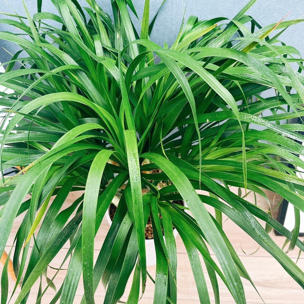 観葉植物　カンボジアーナ ドラセナ カンボジアーナ 8号 | 観葉植物通販HitoHana(ひとはな)