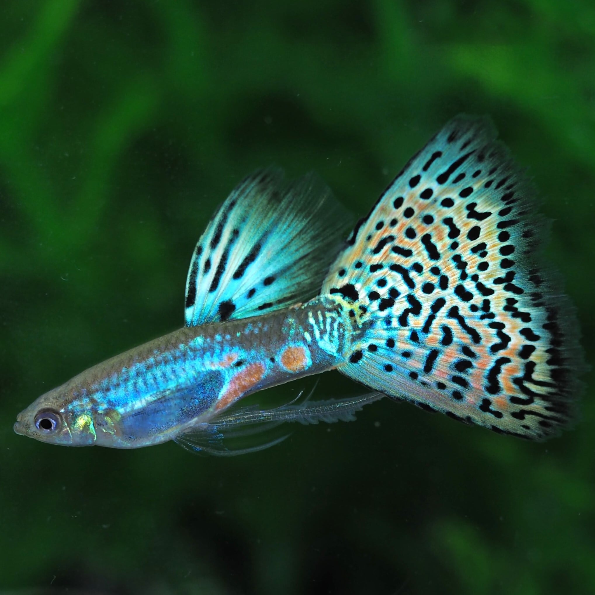 GUPPY | 伊豆グッピーファーム