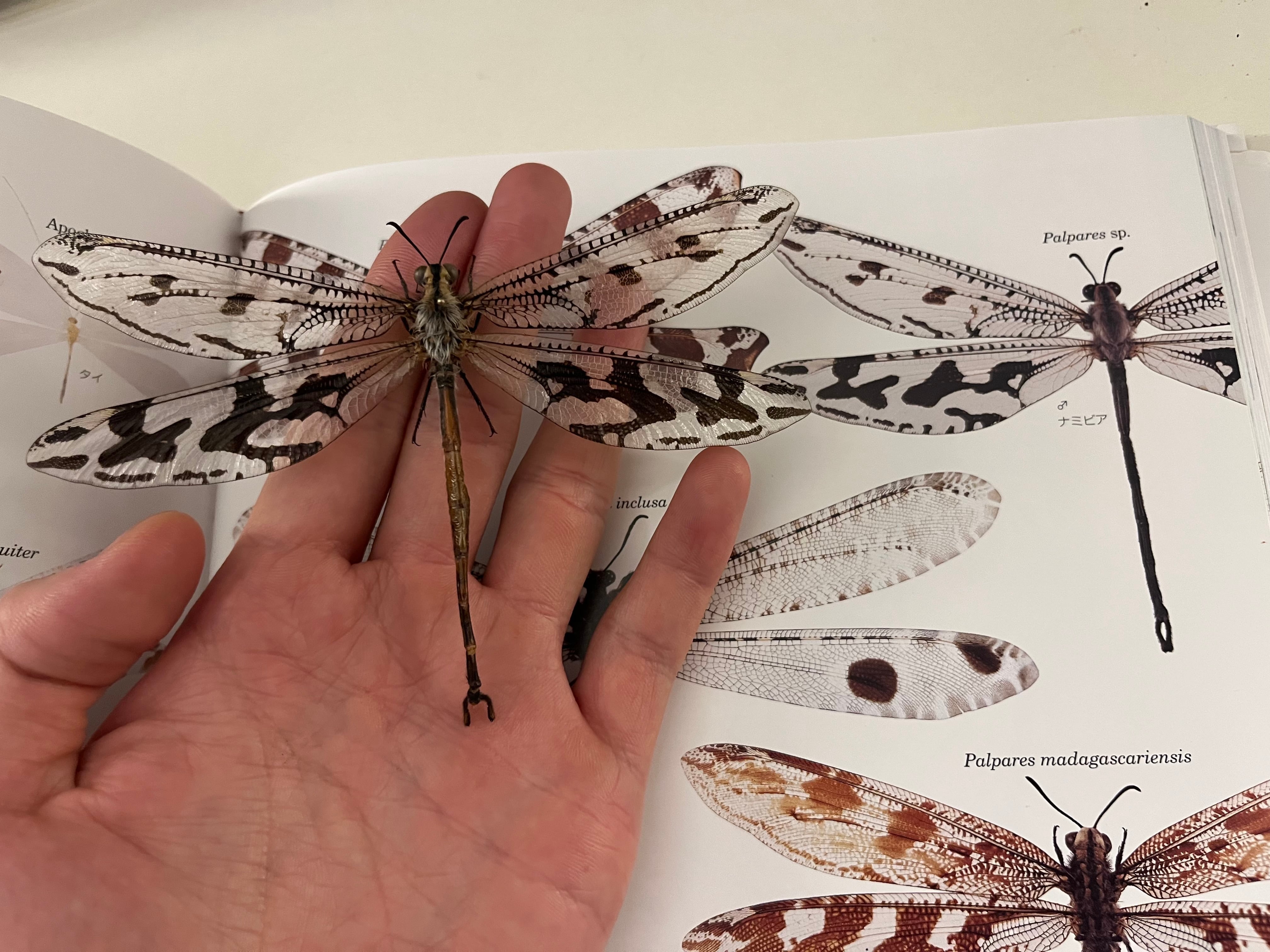 【蜻蛉最大種】Palpares sp.アミメカゲロウウスバカゲロウトンボゼミセミ 蜻蛉最大種】Palpares sp.アミメカゲロウウスバカゲロウトンボゼミセミ