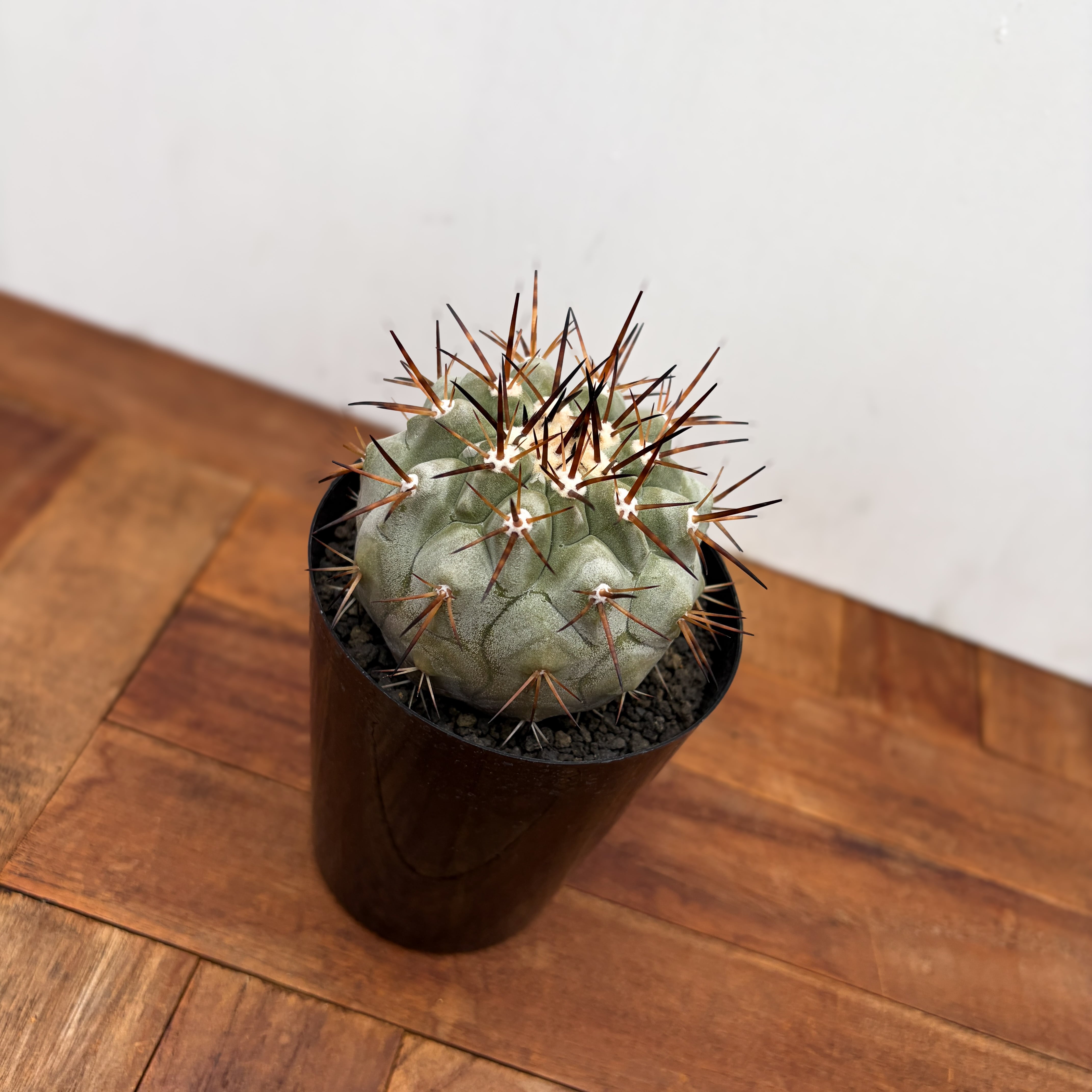 Copiapoa cinerea【黒王丸・実生】 | RIMO'S GREEN 【Saboten