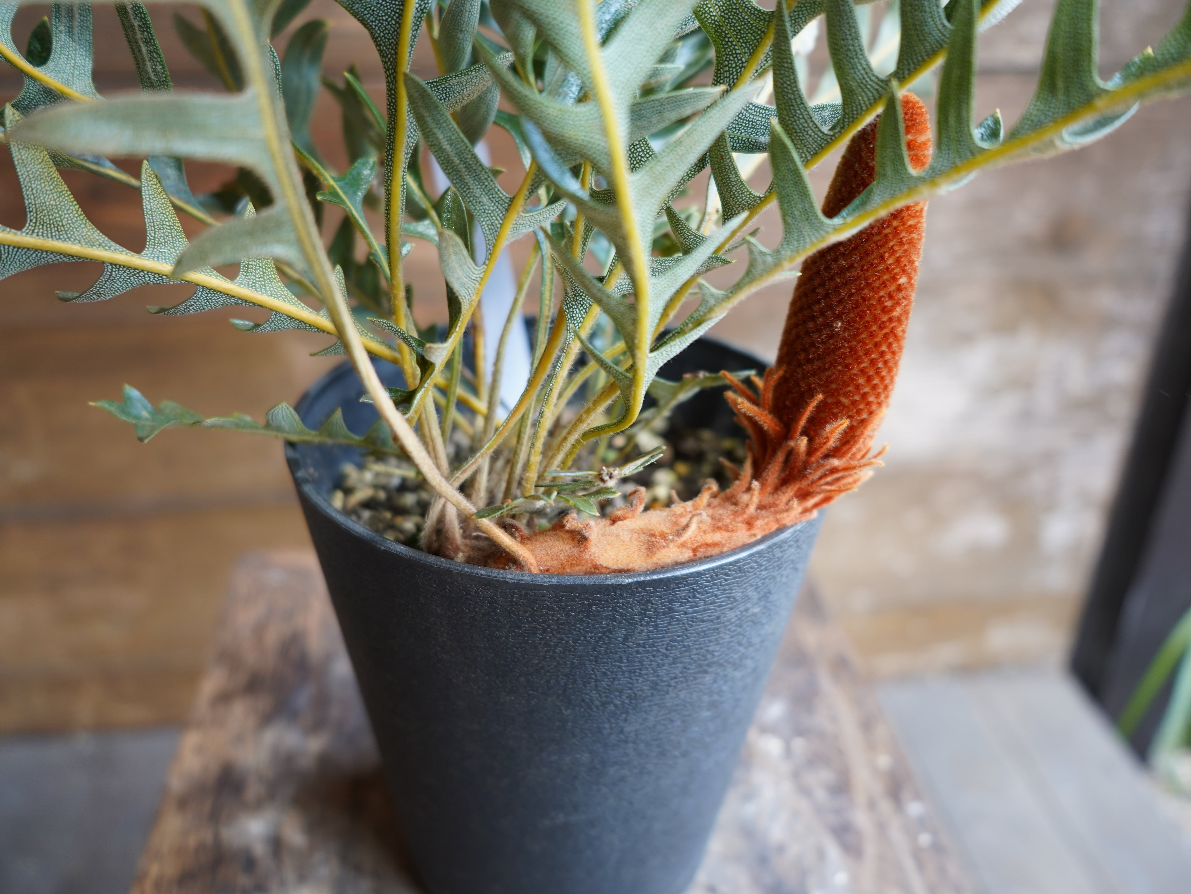 【現物】バンクシア "ブレイクニフォリア" D