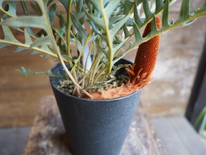 【現物】バンクシア "ブレイクニフォリア" D