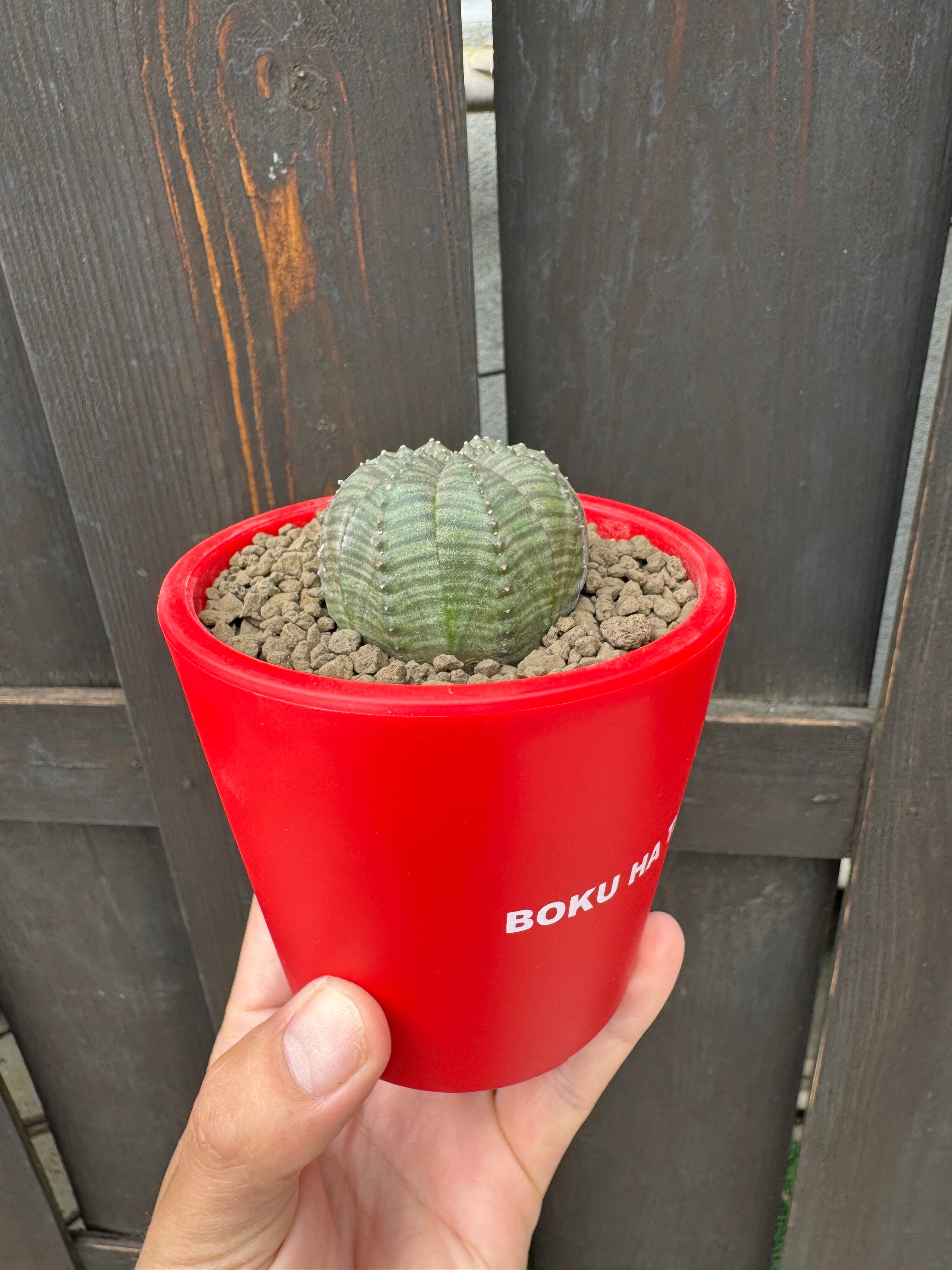 ユーフォルビア オベサ 塊根植物 BOKU HA TANOSII鉢 新着】Euphorbia Obesa × ボクタノ鉢【BOKU HA TANOSII