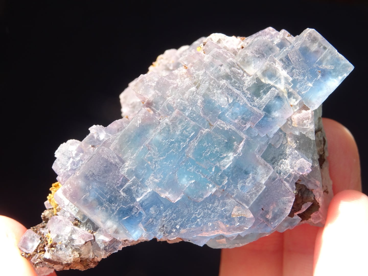 ブラックフォレスト・カラーチェンジフローライト」 パープル＆ブルー