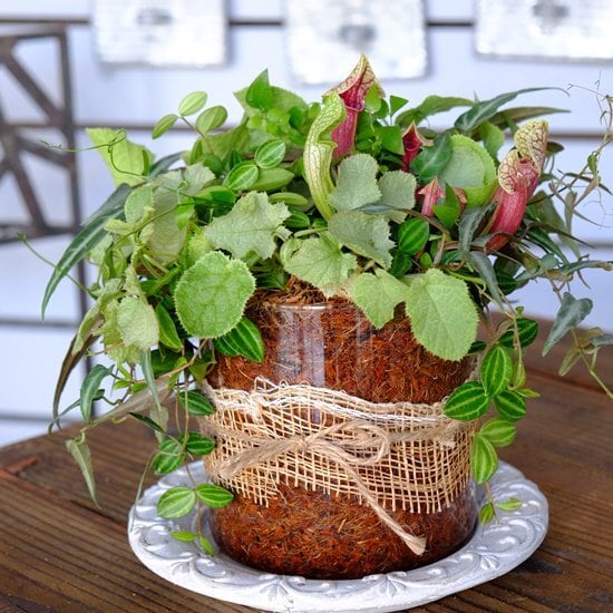 オーダー寄せ植え3500円 | 寄せ植え お花のプレゼント モンディマンシェ