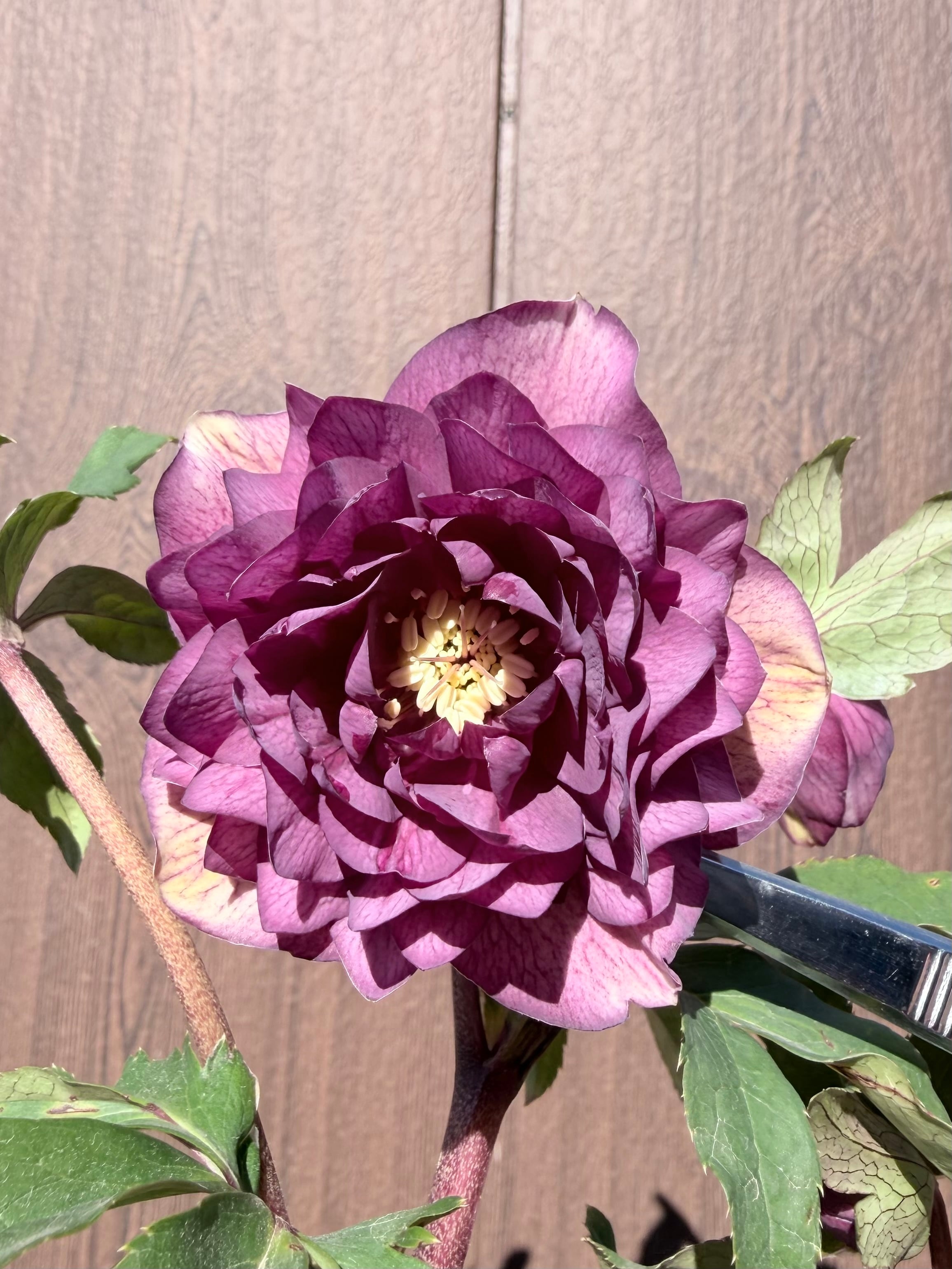 アフロディーテプリマヴェーラ 加藤農園 クリスマスローズ【ka63】送料