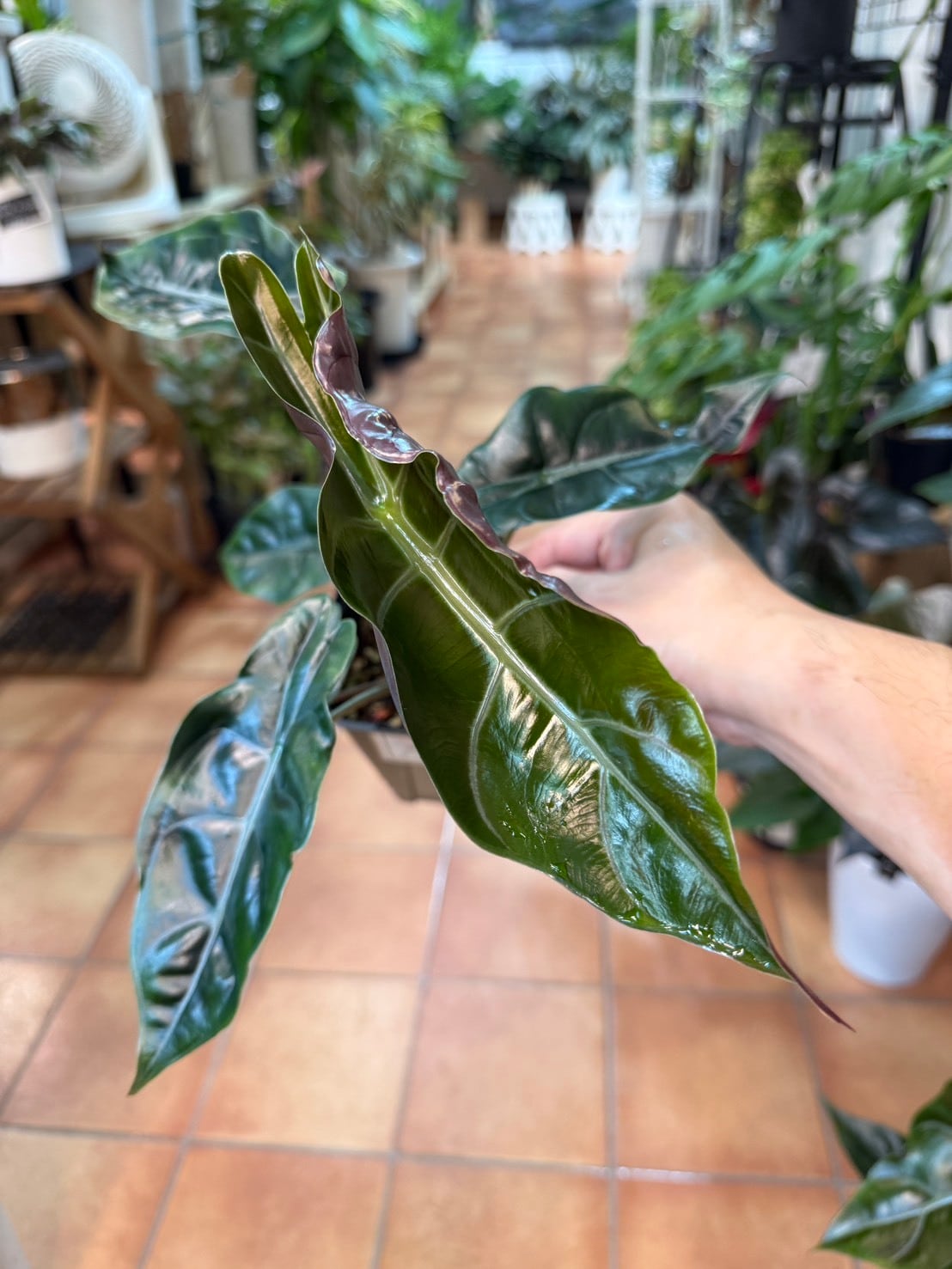 アロカシア・シャントリエリ 3.5号 | 観葉植物と雑貨のお店 VIVAGREEN