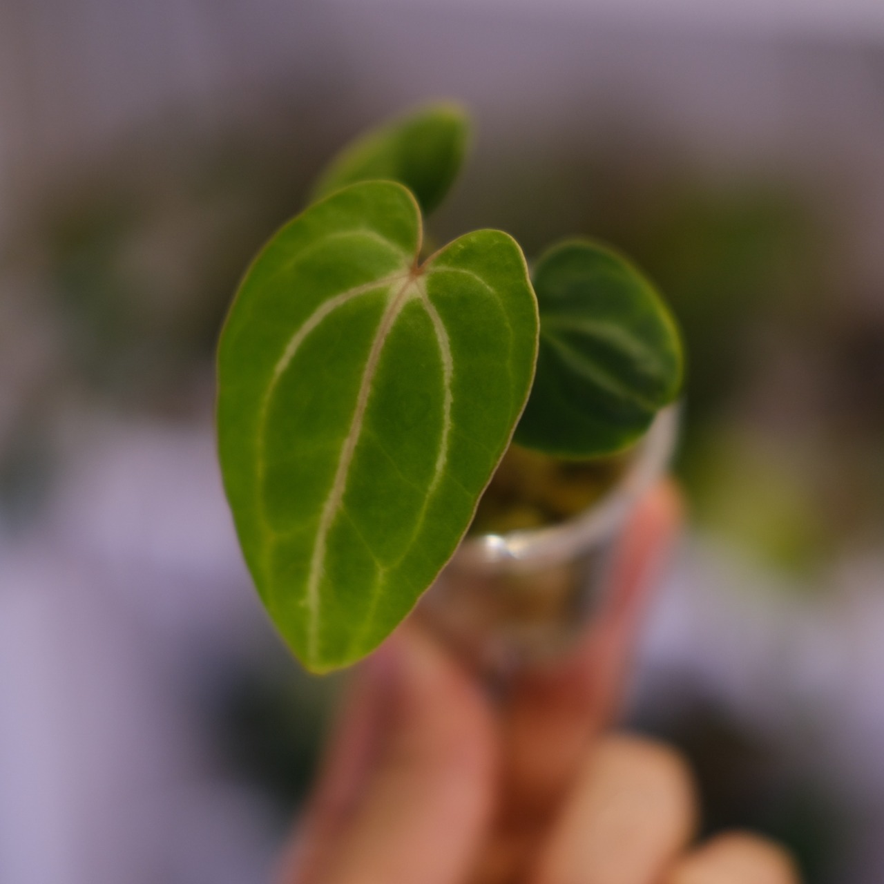 Anthurium Carlablackiae / アンスリウム カーラブラッキー⑲│観葉植物