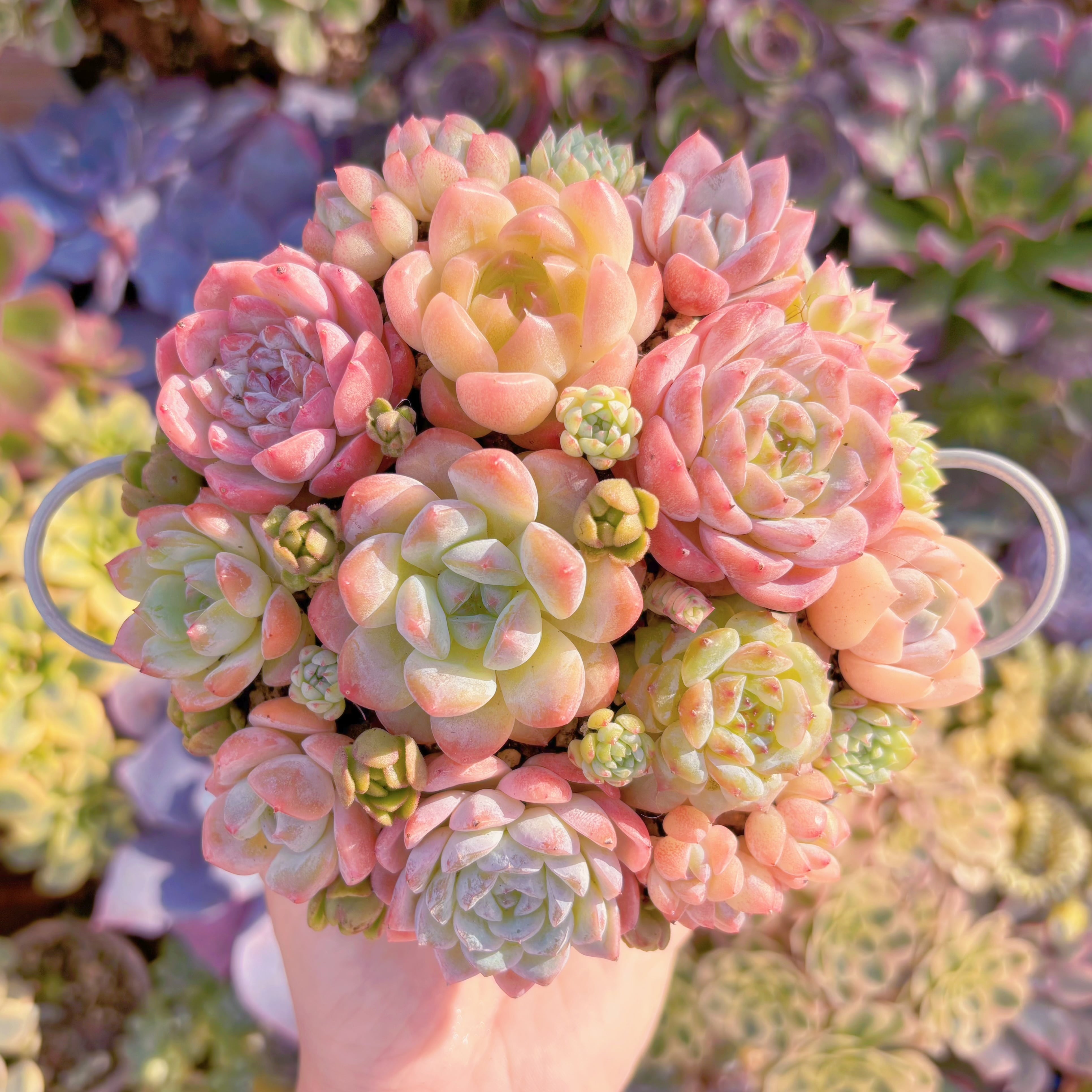 大人気☆Sランク☆寄せ植えセット | るる農園~多肉植物専門