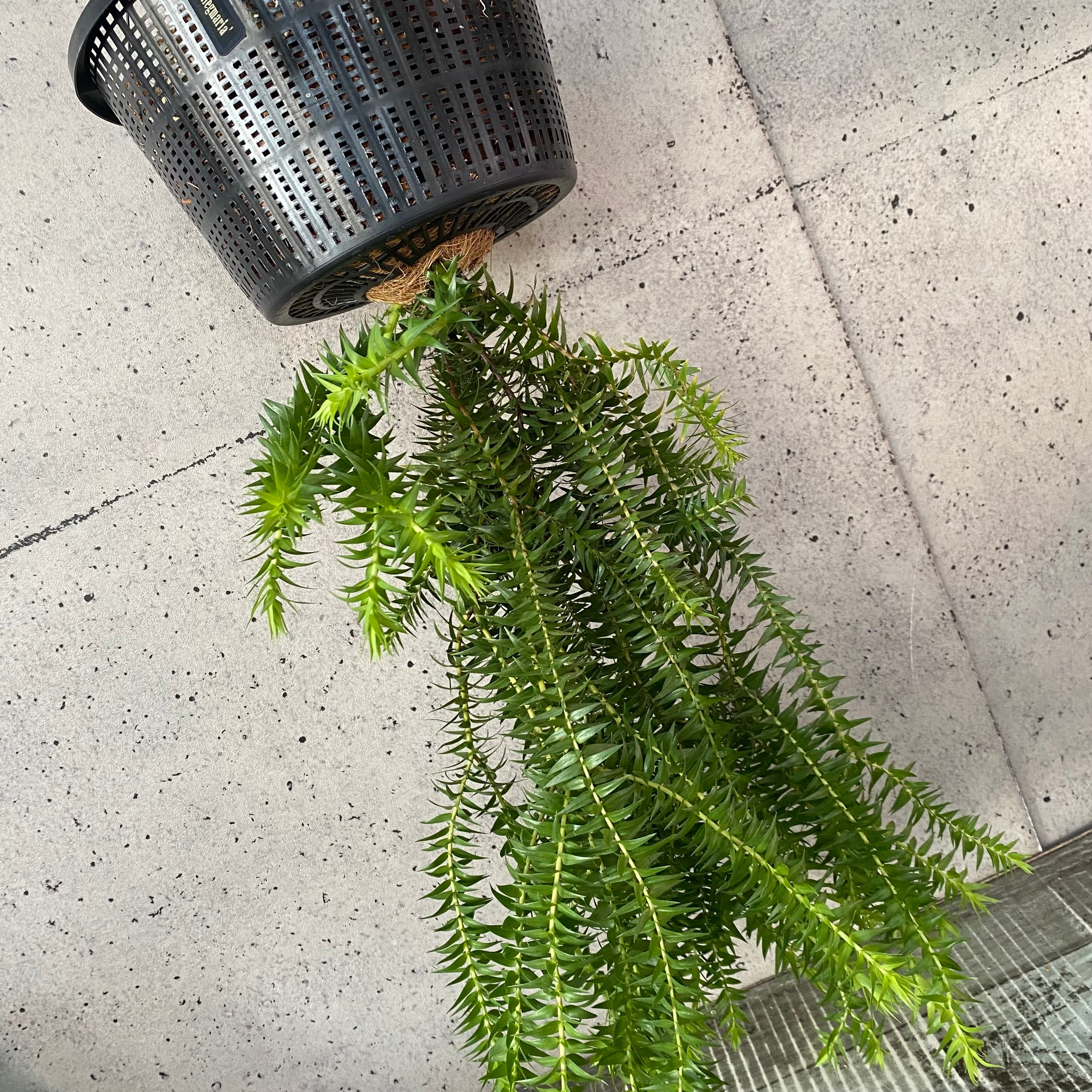 確認用です！大株です！フペルジア『squarrosus』 フペルジア『squarrosus』1番 | Planet Plants プラネットプランツ