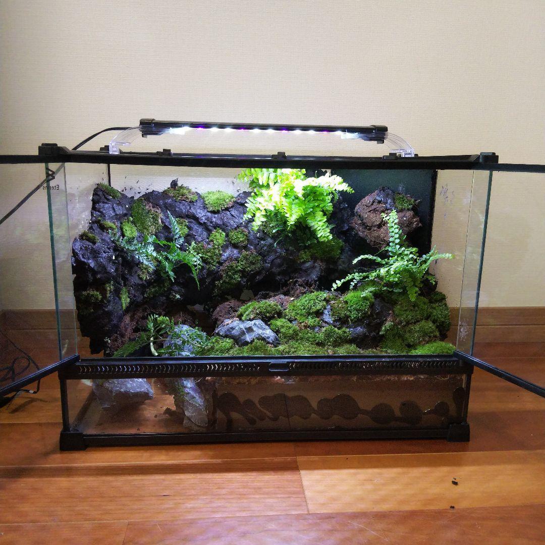 苔之介