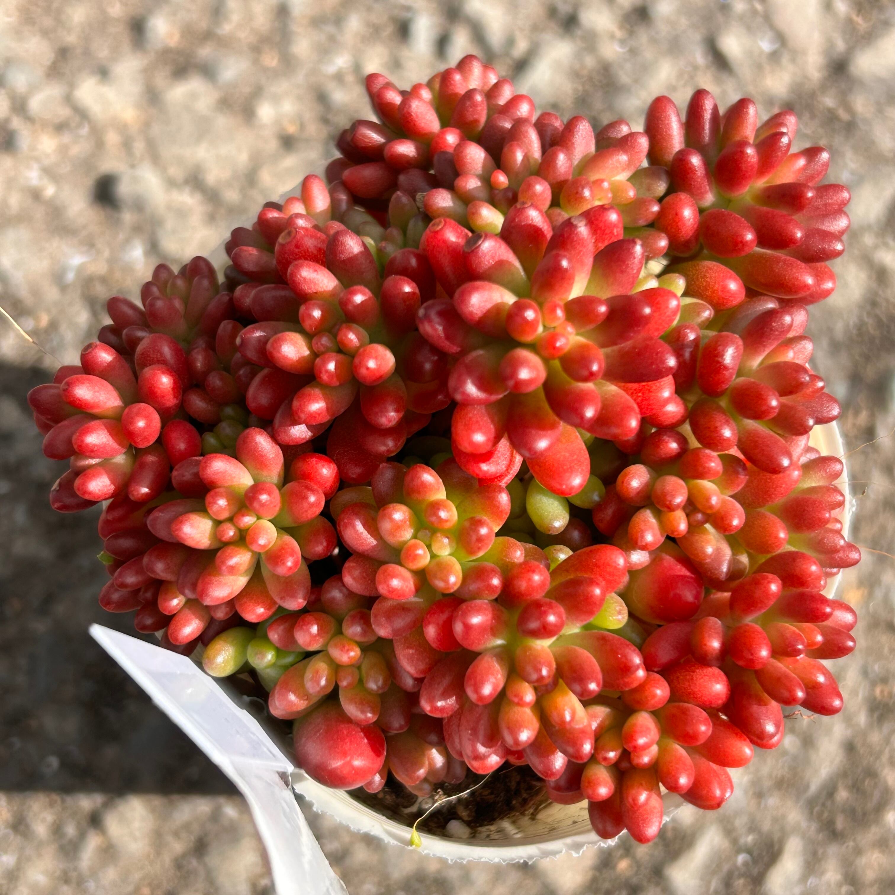 もりもり虹の玉 | RuPo 多肉植物専門店