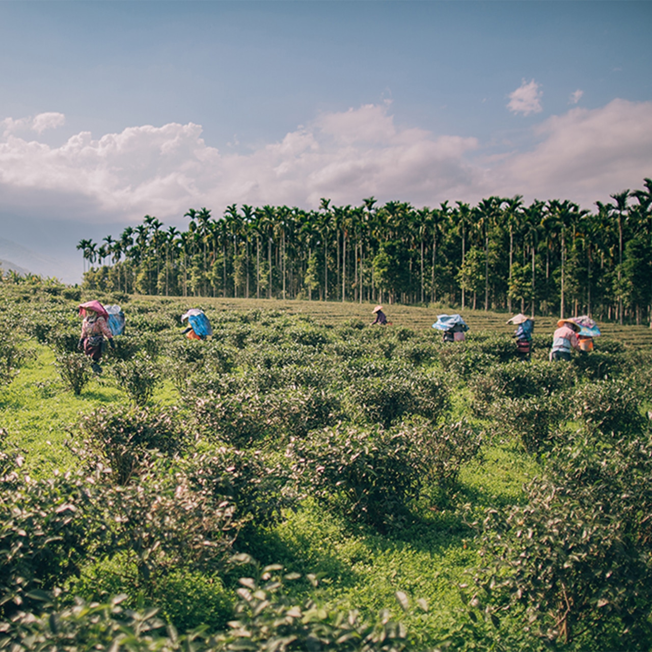 送料無料|ティーバッグ 2P TRIAL (3種類) お試しセット・画像14