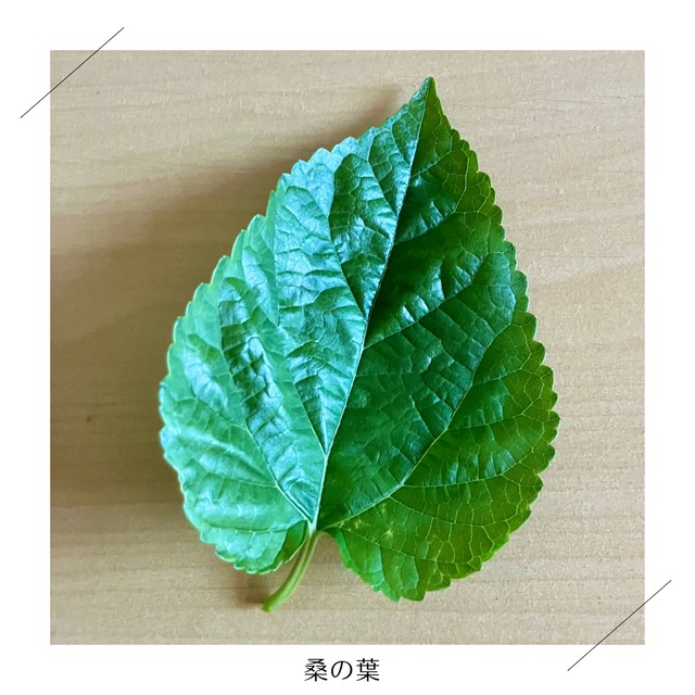 ＜クール便・5/23（土）収穫・発送＞【さらに大きいサイズ】季節のお野菜セット