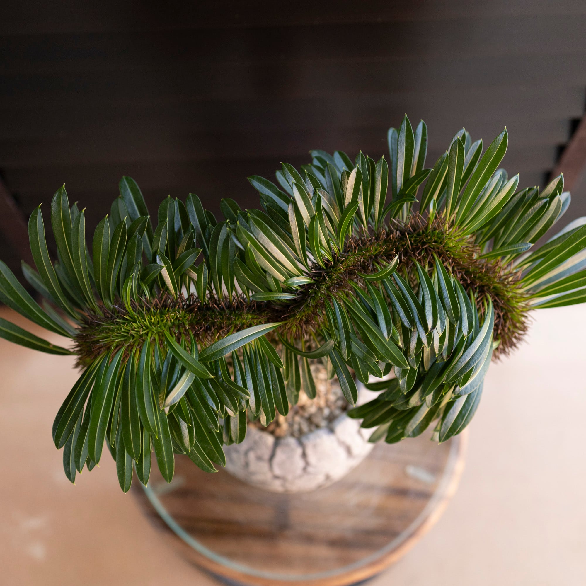 ラメリー 綴化 パキボディウム 接木 陶器鉢 コーデックス 塊根植物 ラメリー 綴化 パキボディウム 接木 4.5号陶器鉢 コーデックス