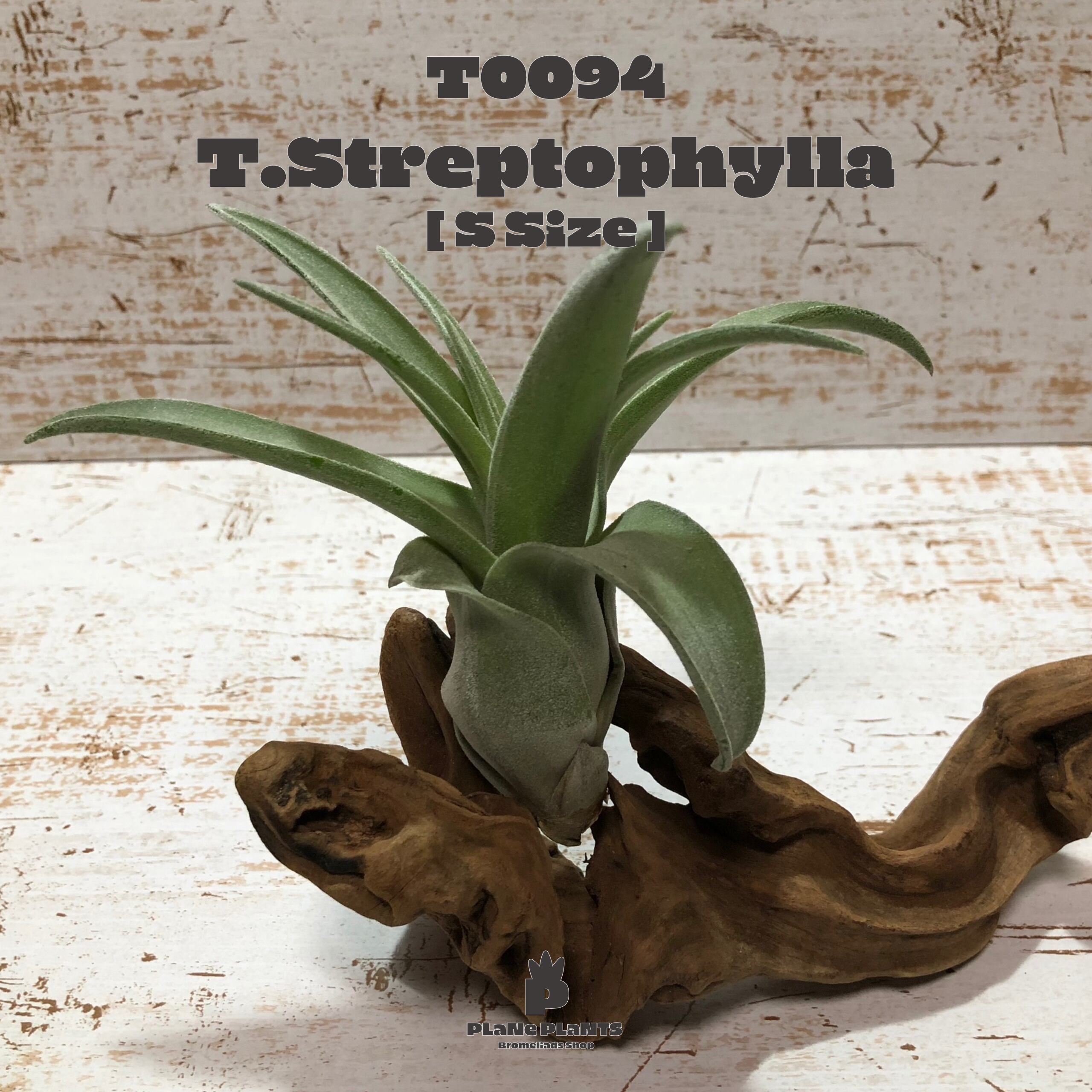 【送料無料】ストレプトフィラS〔エアプランツ〕現品発送T0094