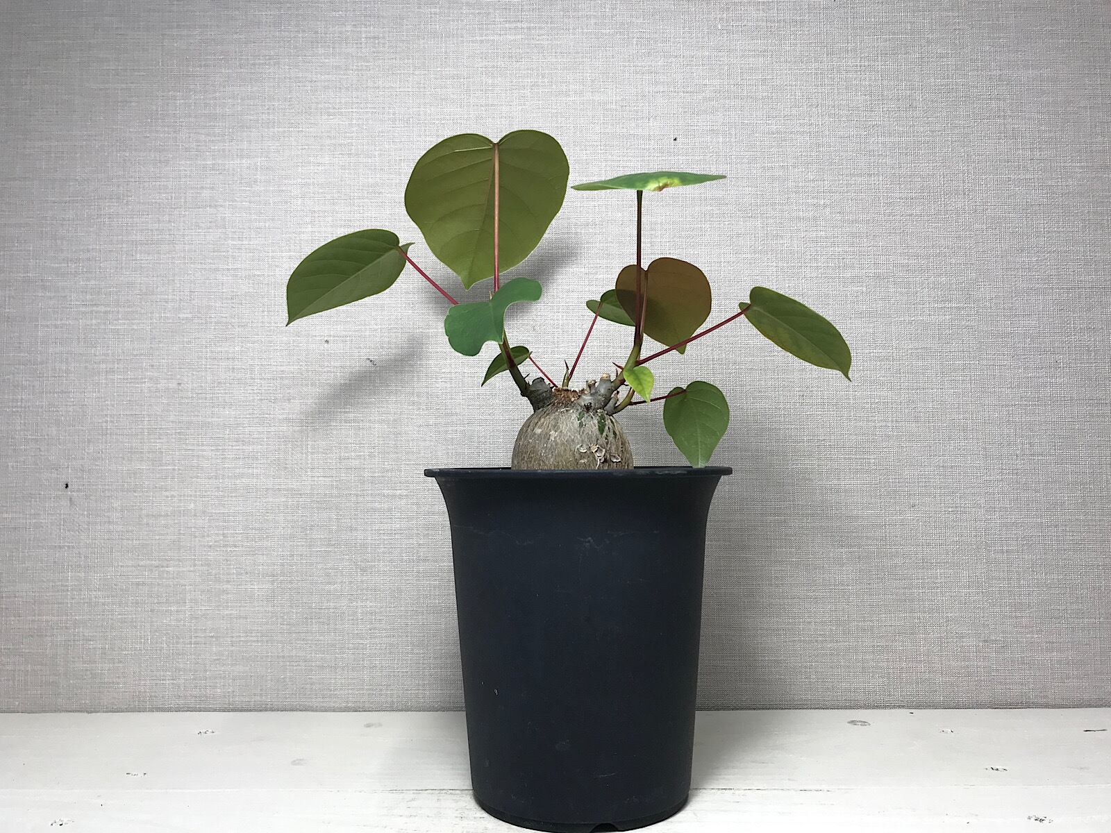 プセウドボンバックス エリプティクム