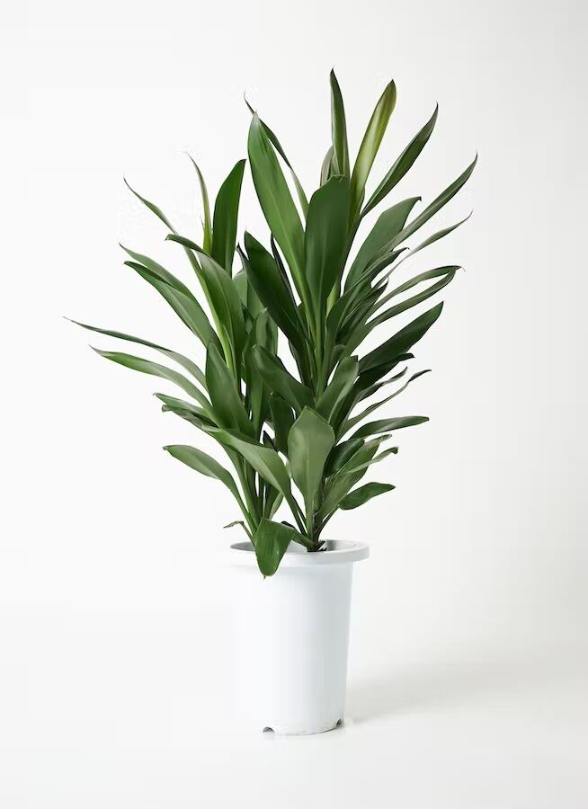 観葉植物 ドラセナ コンシンネ レインボー 8号 | CAgarden