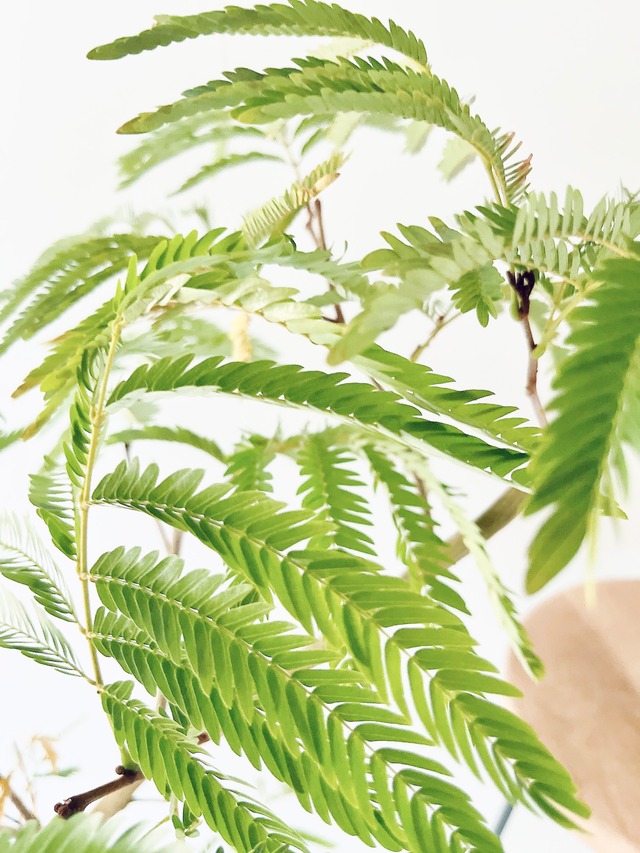 エバーフレッシュ ネムノキ 人気 観葉植物 calm cafe