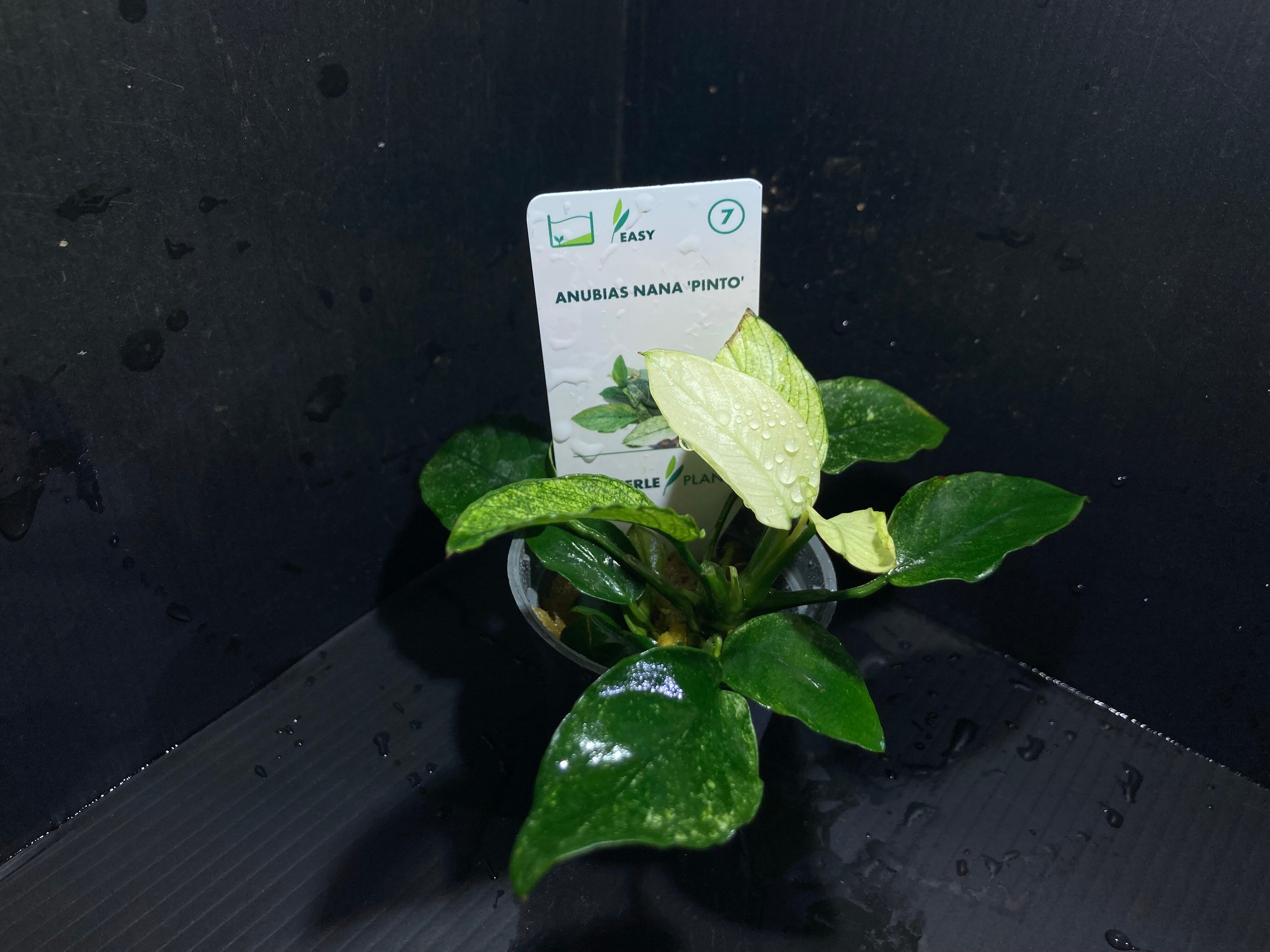 水草・観葉植物 | AquaFocus