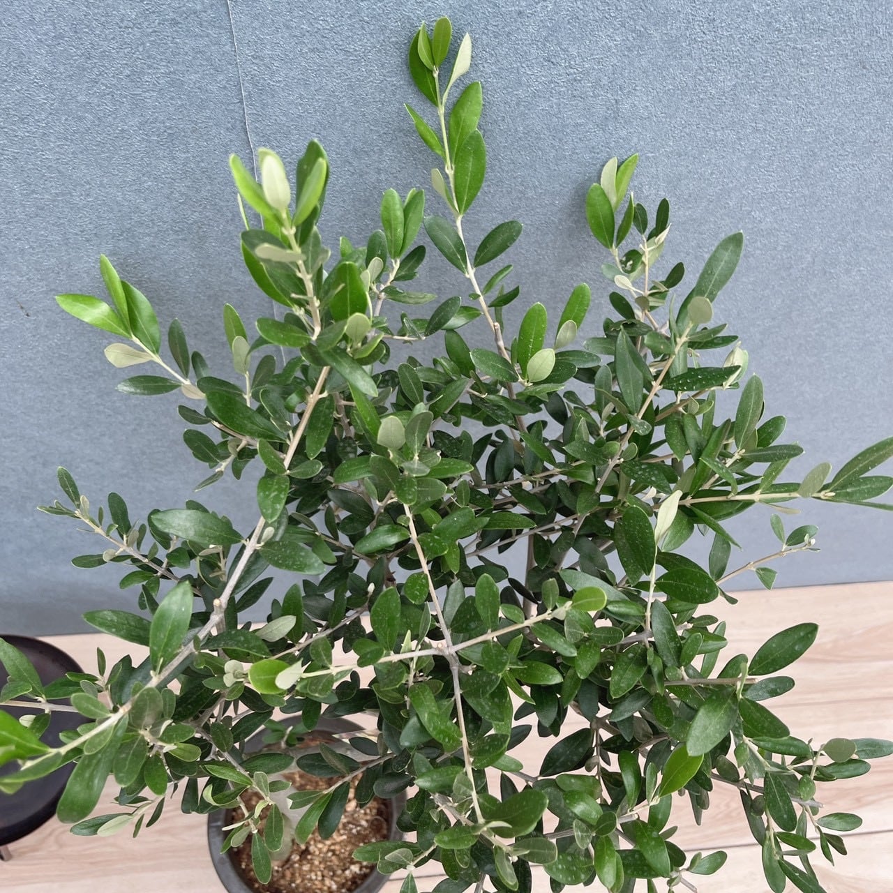 現品］E 創樹 オリーブ ルッカ 6号 観葉植物 屋外 オリーブの木